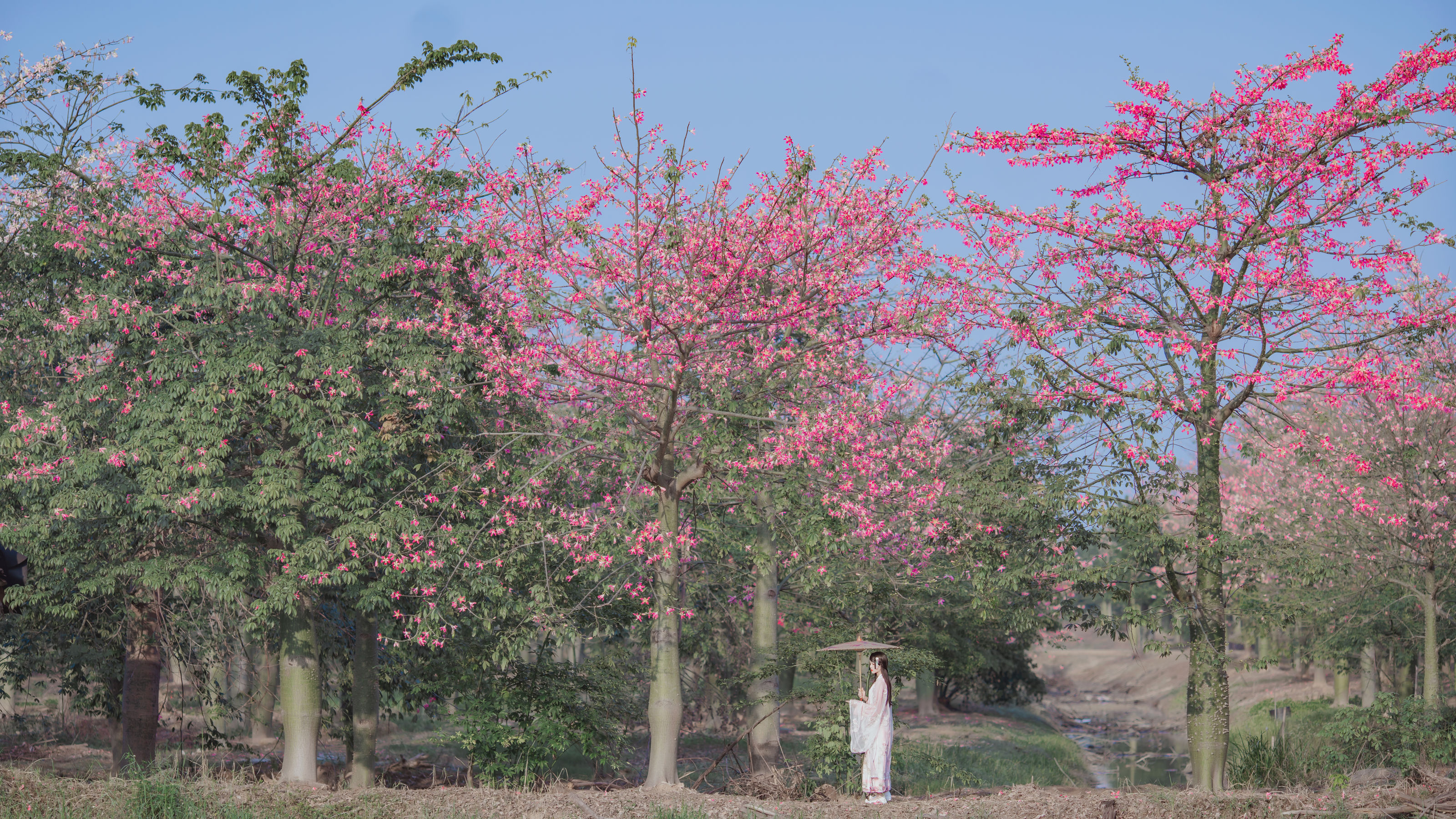 桜桃喵 – 温柔之汉服桃花 [15P]-66COS