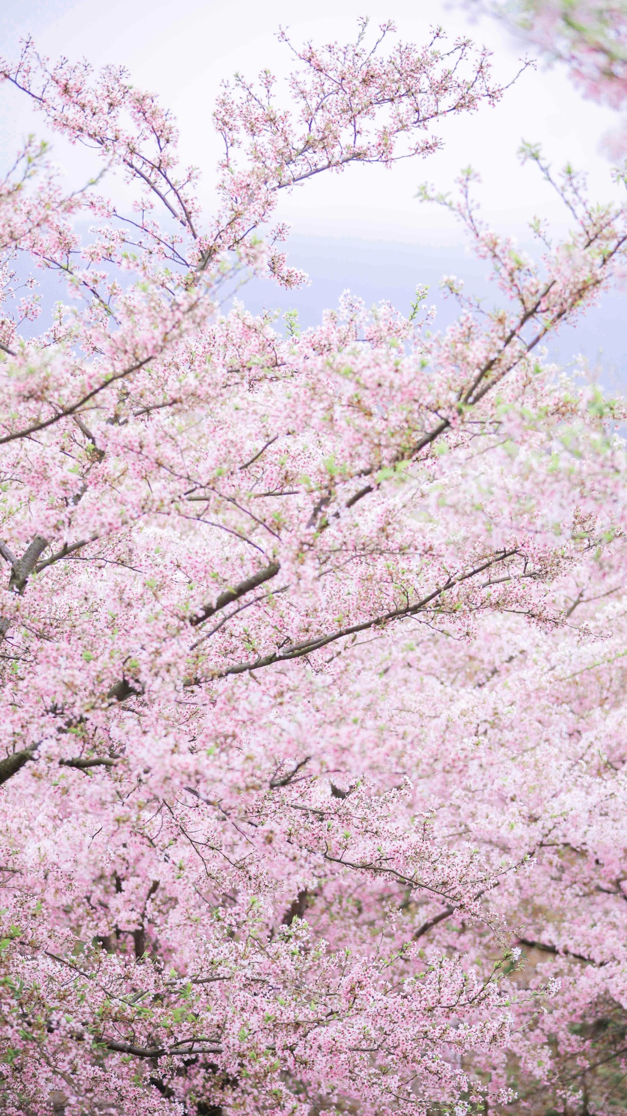 槐枝- – 《秋千架下》[22P] 插图5