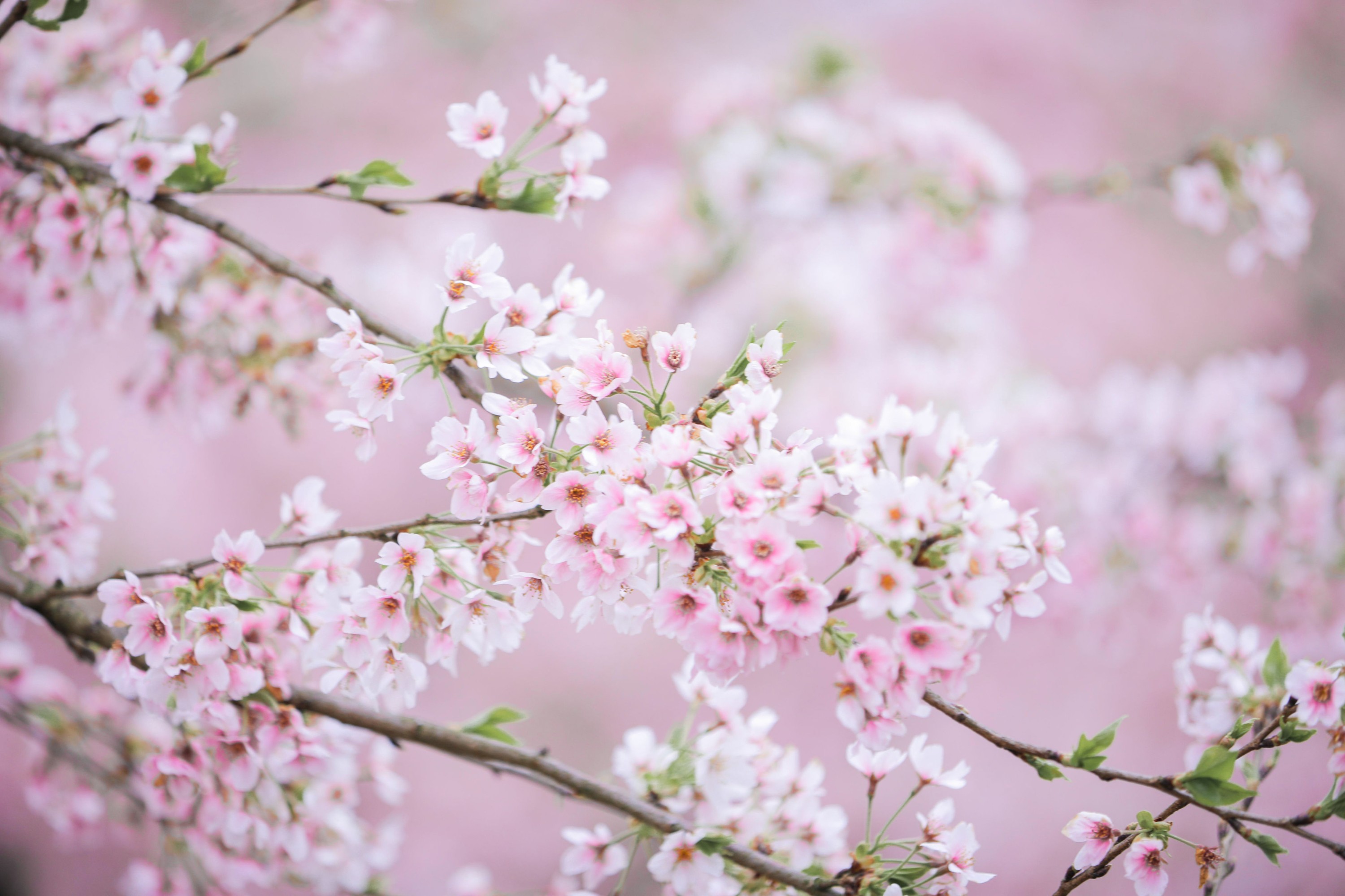 槐枝- – 《秋千架下》[22P] 插图4