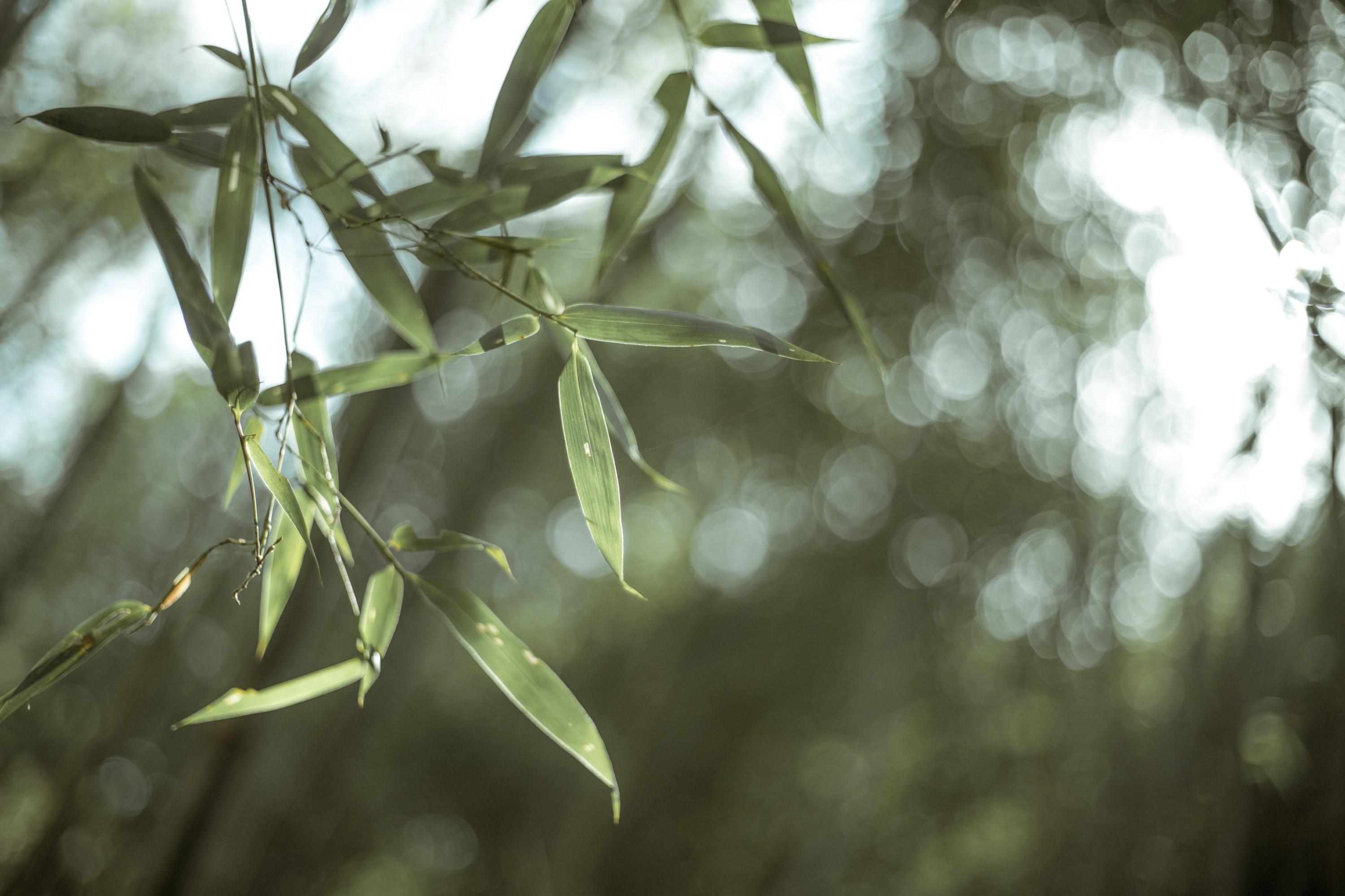 清沅斋 – 《寒山客》[20P] 插图3