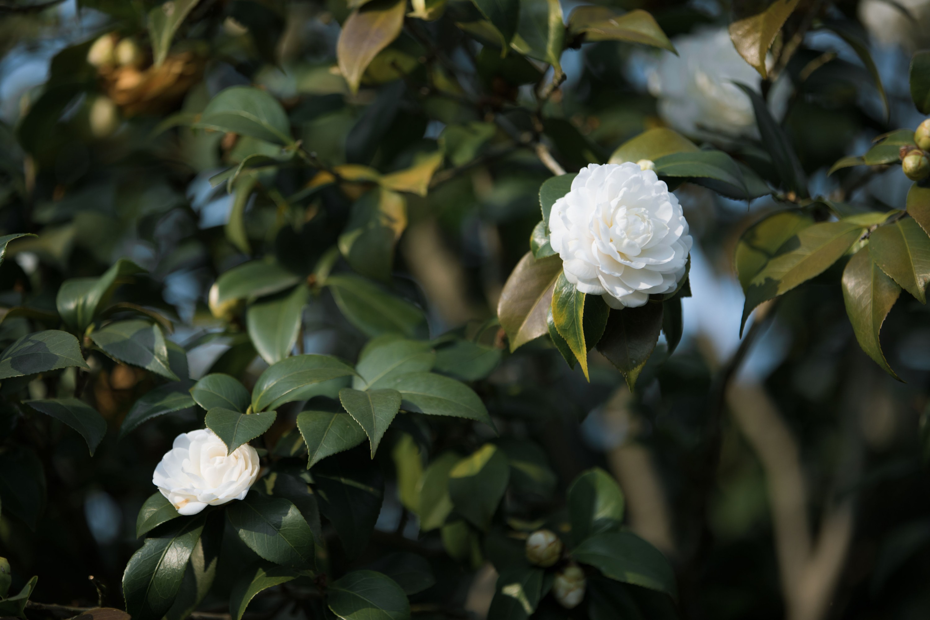 酸辣湯兒 – 《妙玉》[25P] 插图5