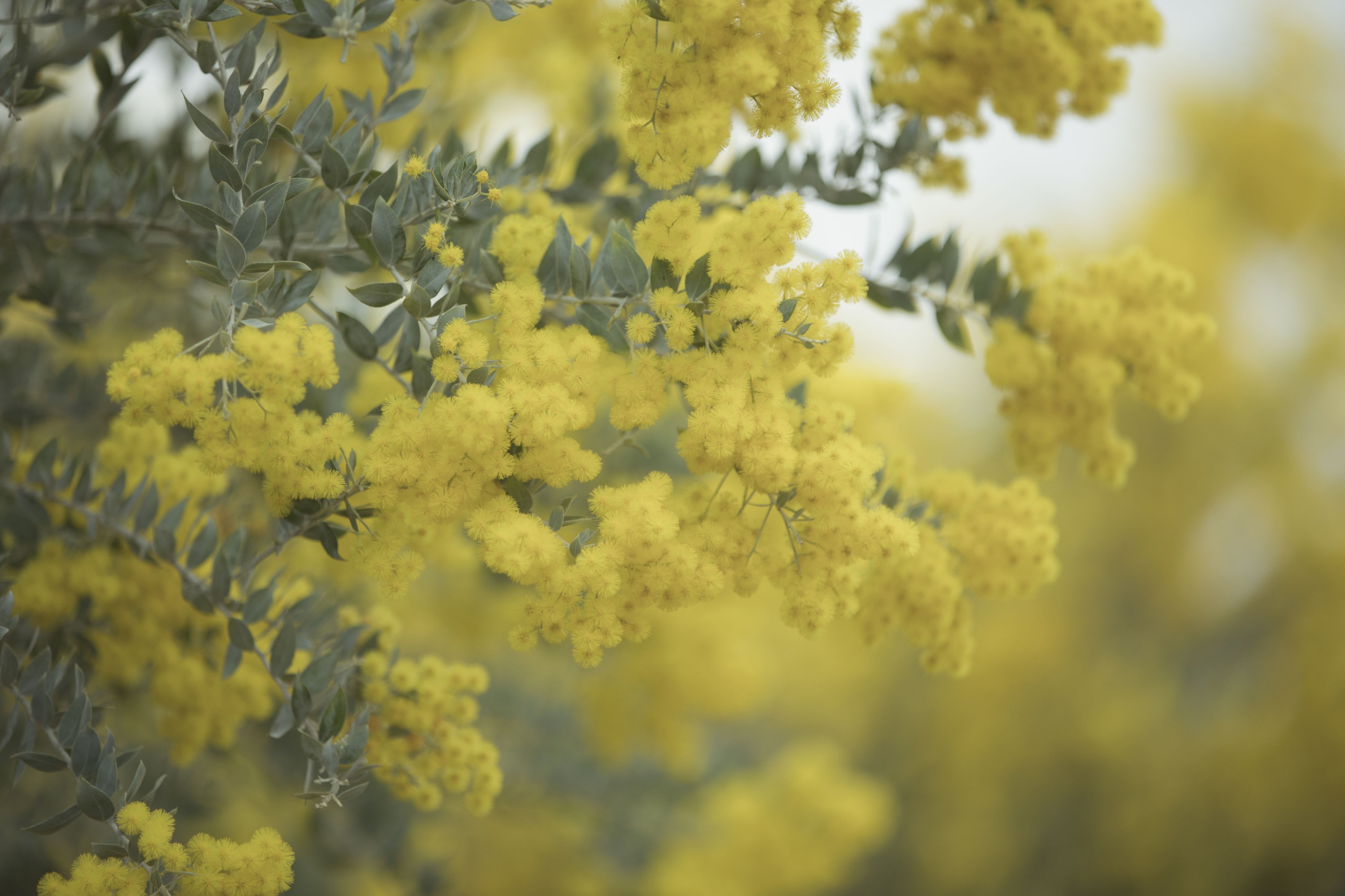 mininekoo – 《合欢枝》[22P] 插图4