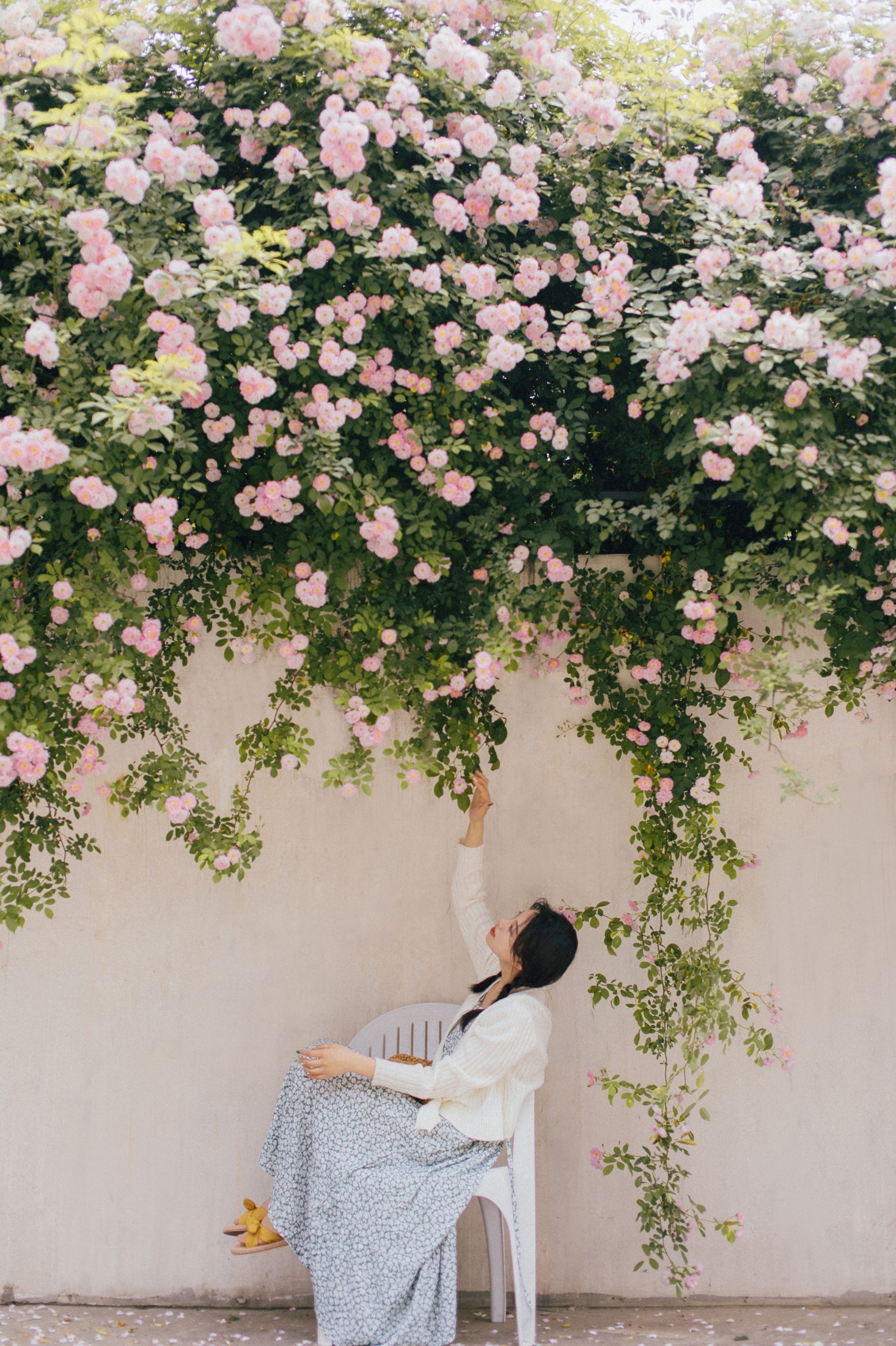 九月 – 《蔷薇》[27P] 插图4