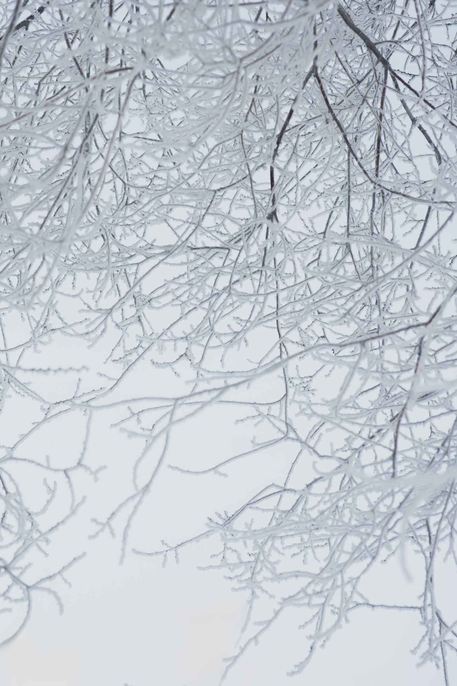  – 《雾凇》[15P] 插图5