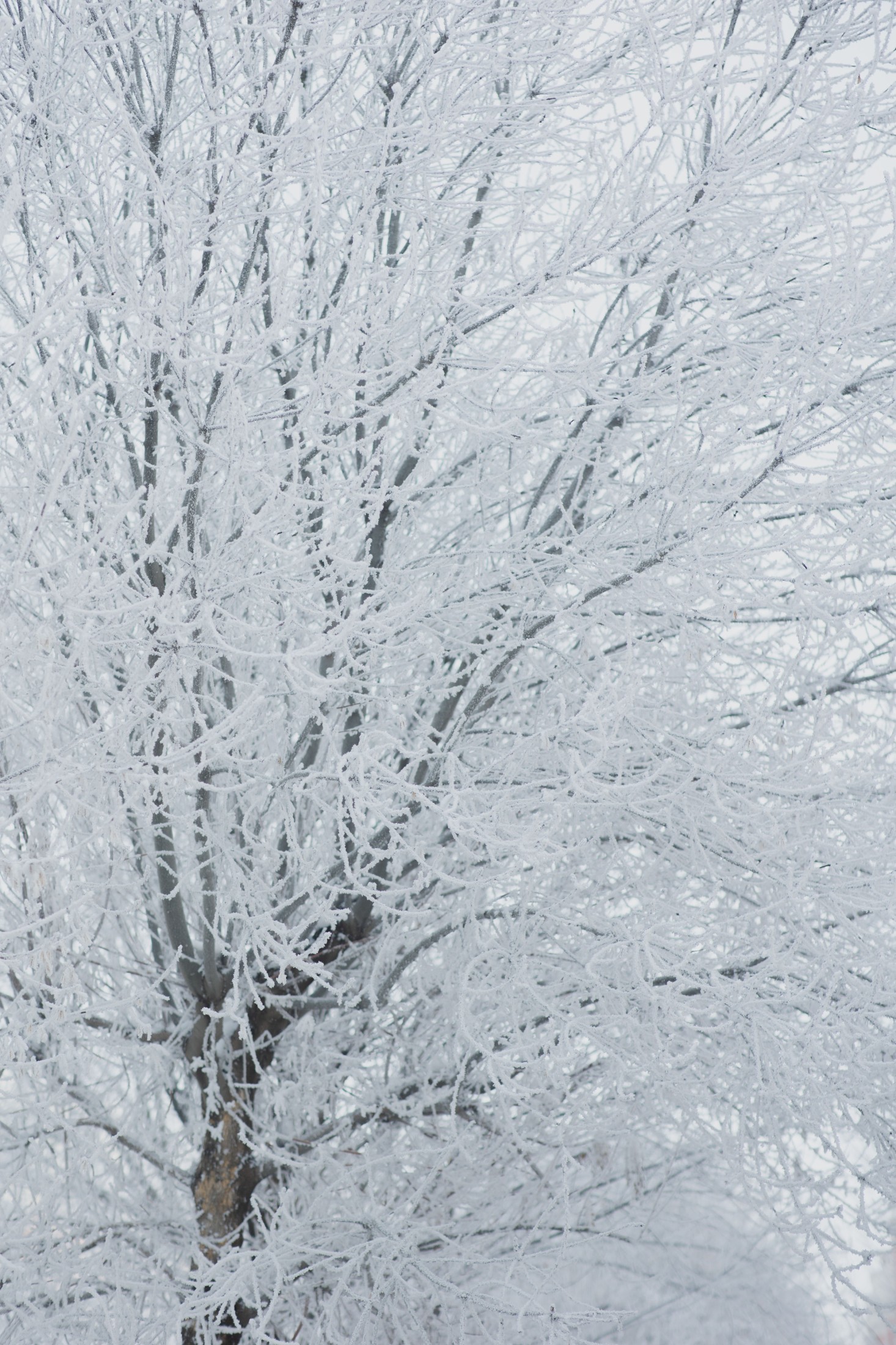  – 《雾凇》[15P] 插图3