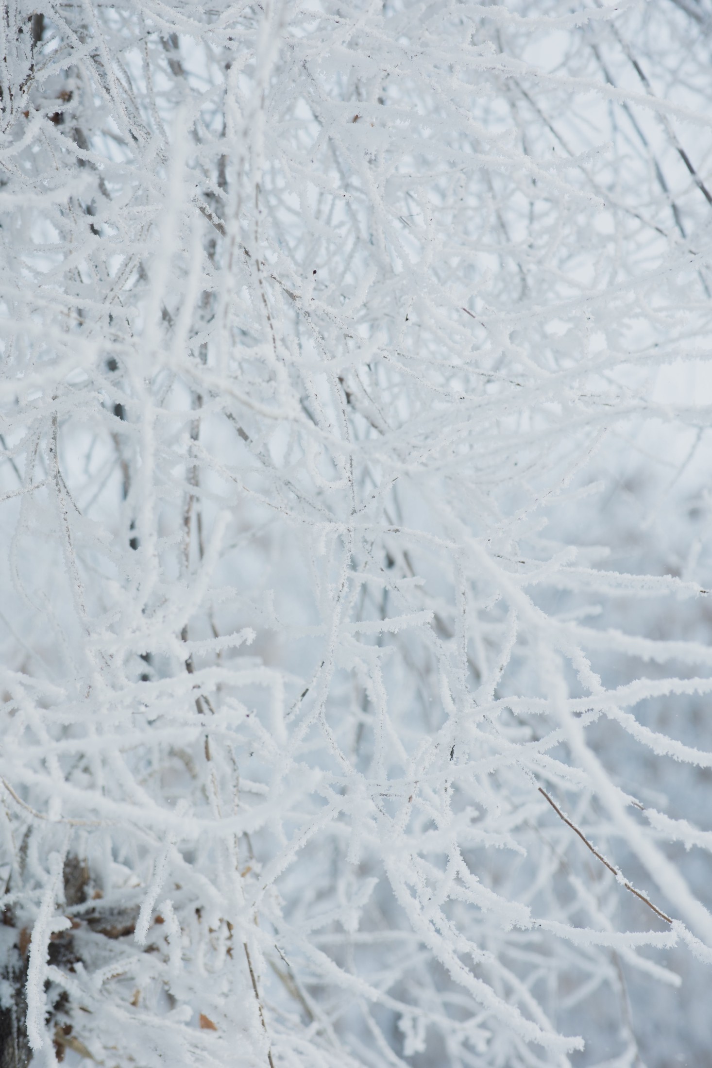  – 《雾凇》[15P] 插图4