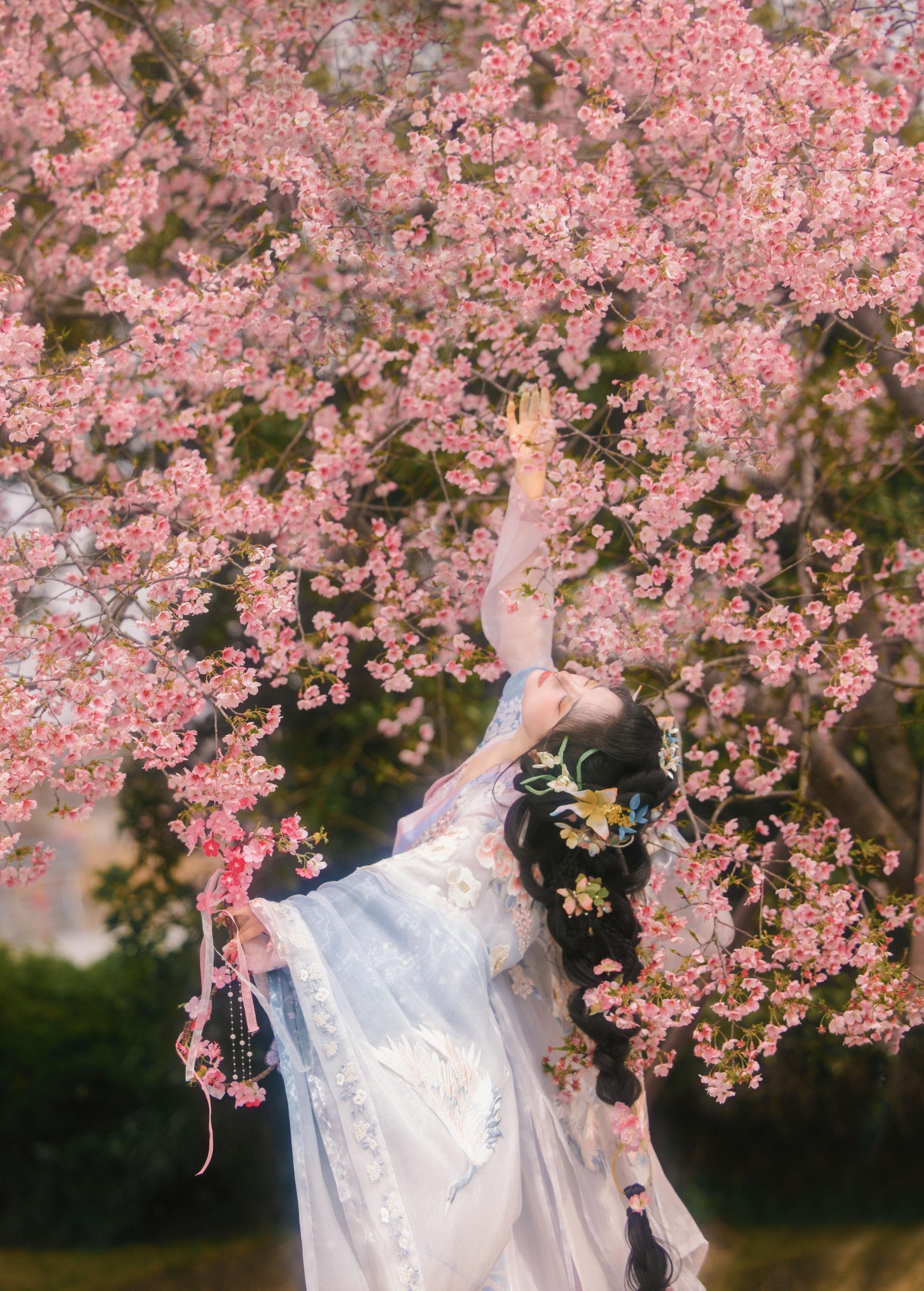 衔鹿 – 《樱花雨》[18P] 插图2