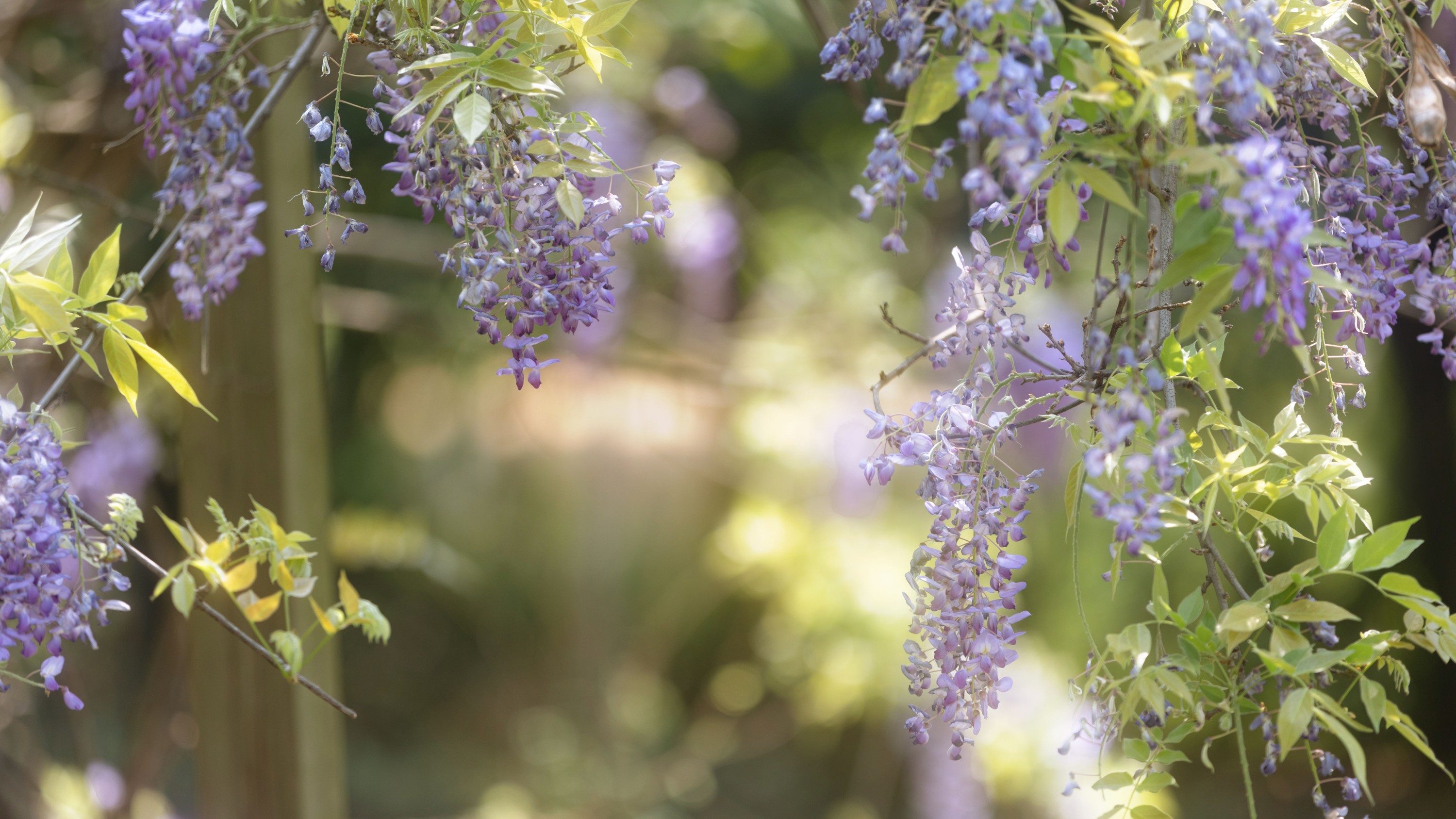 小y今天也很开心 – 《藤下小记》[26P] 插图5