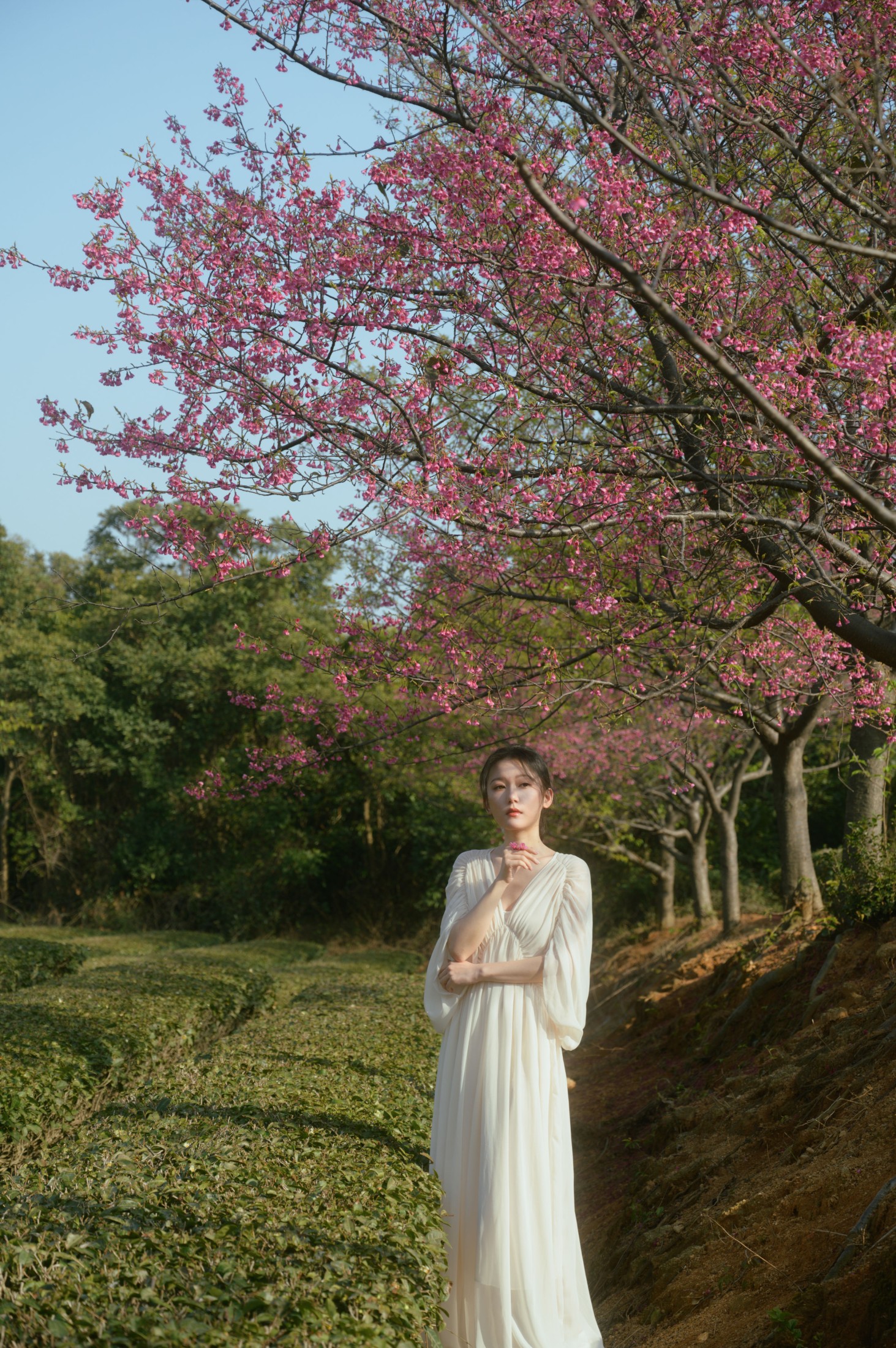 小月 – 《茶与樱》[27P] 插图3