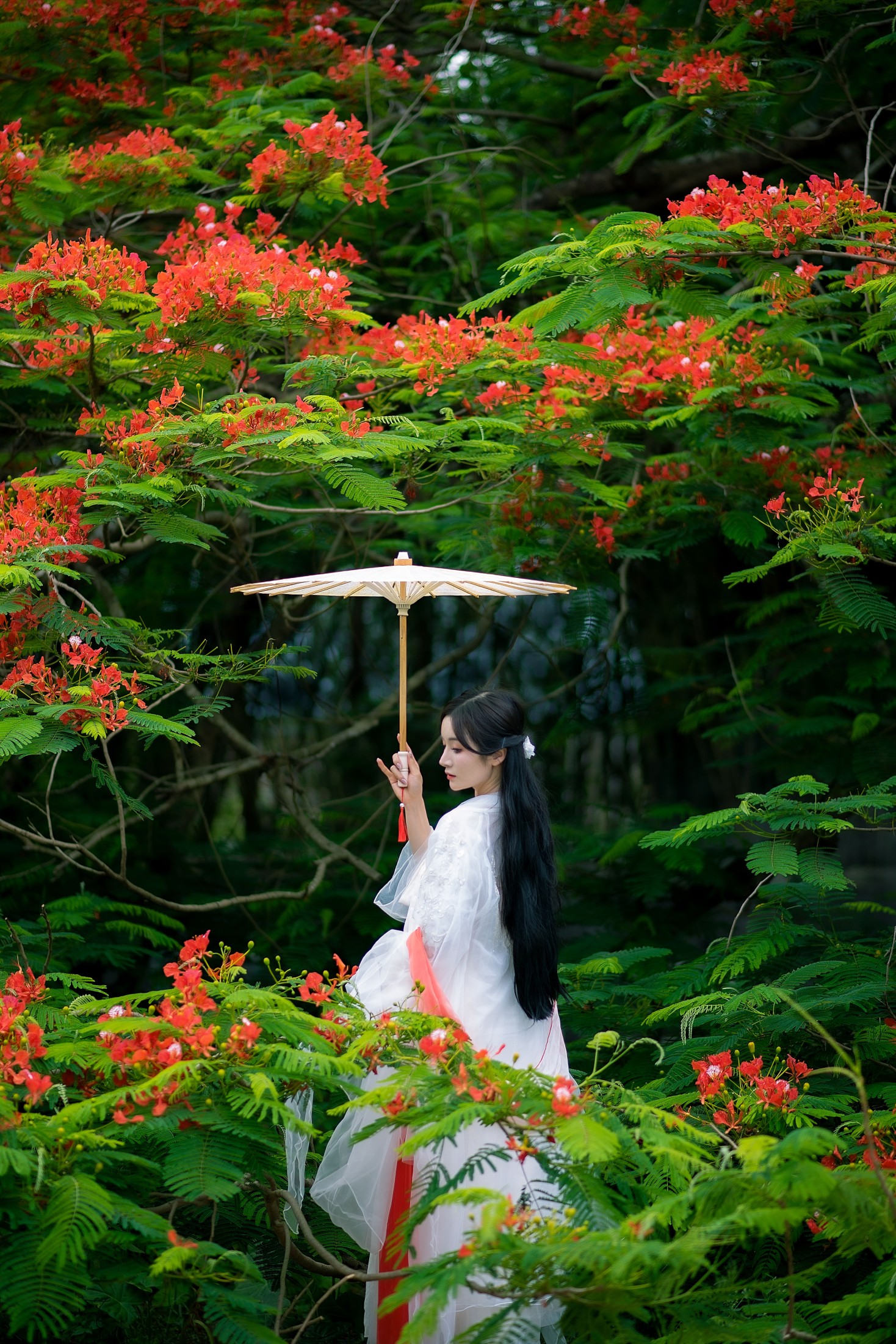 小冉 – 《凤凰花开》[18P] 插图5