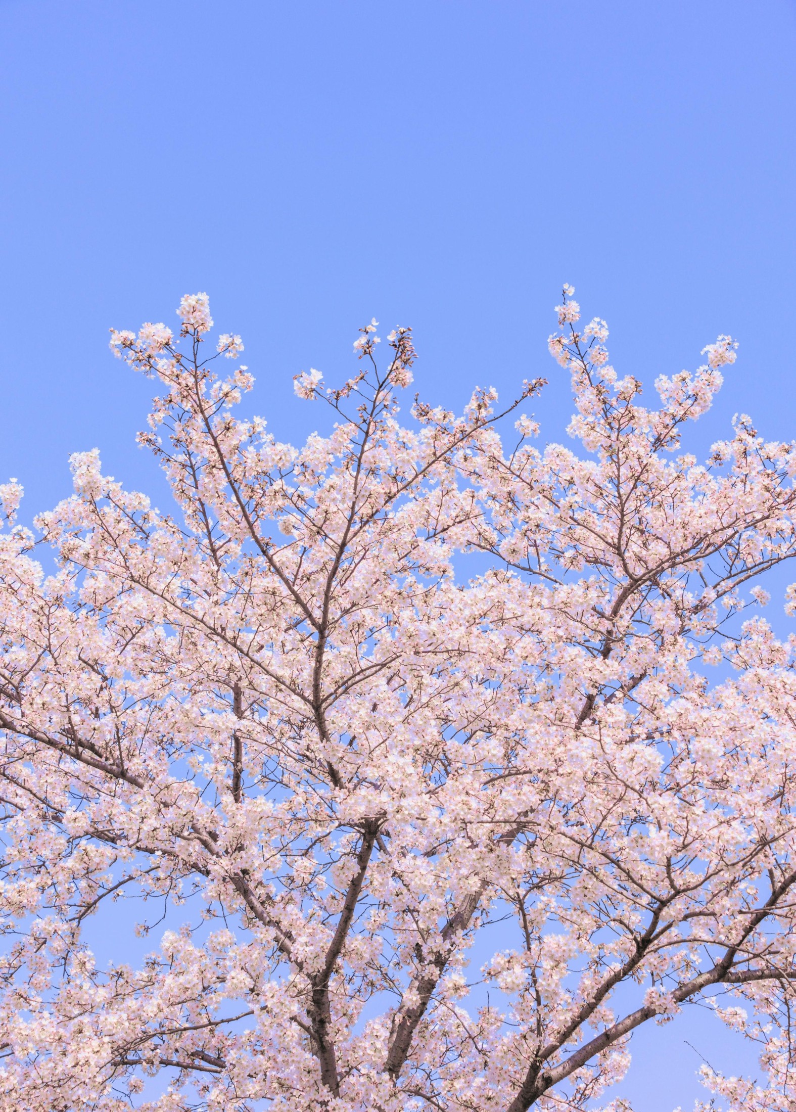  – 《辰山植物园樱花》[27P] 插图2