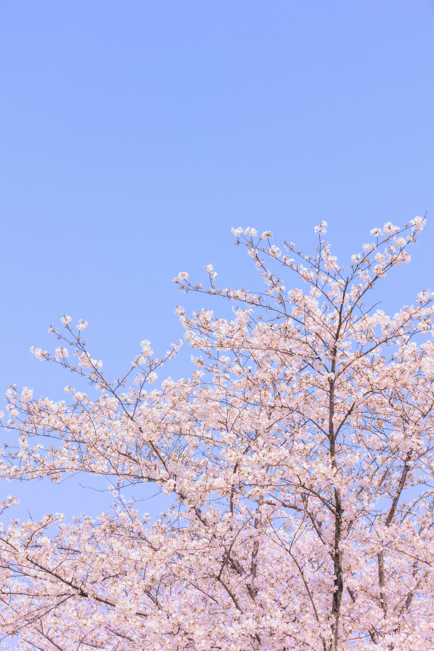  – 《辰山植物园樱花》[27P] 插图4