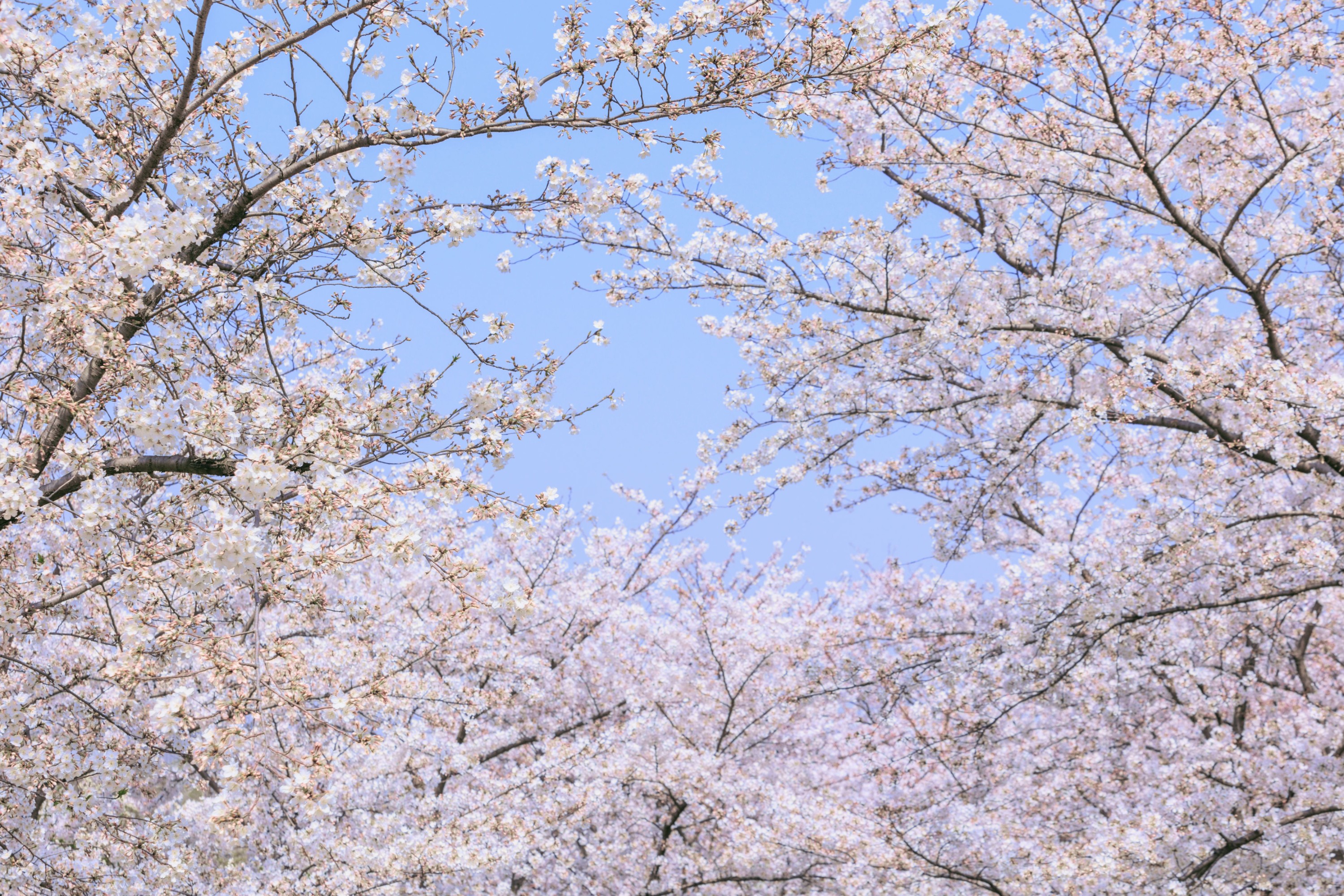  – 《辰山植物园樱花》[27P] 插图5