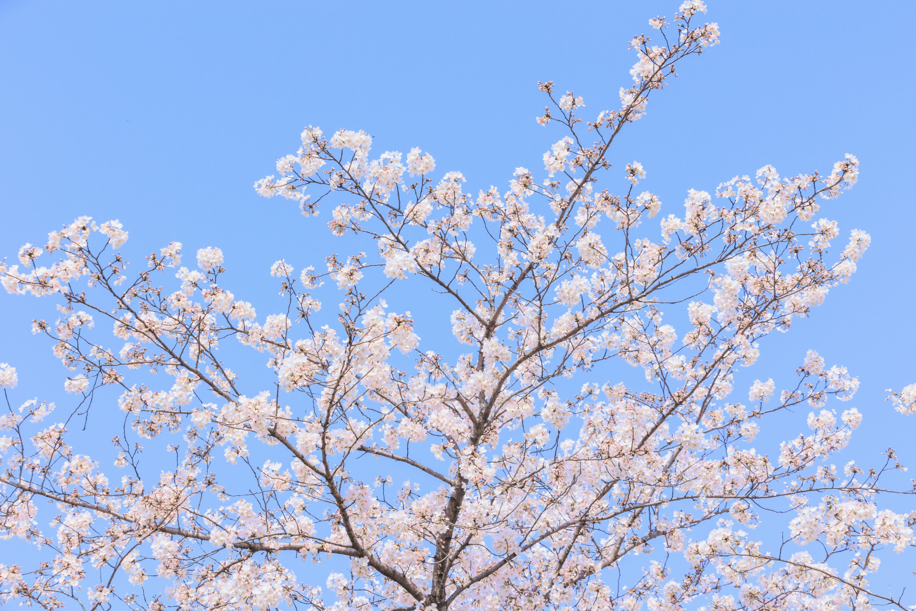  – 《辰山植物园樱花》[27P] 插图3