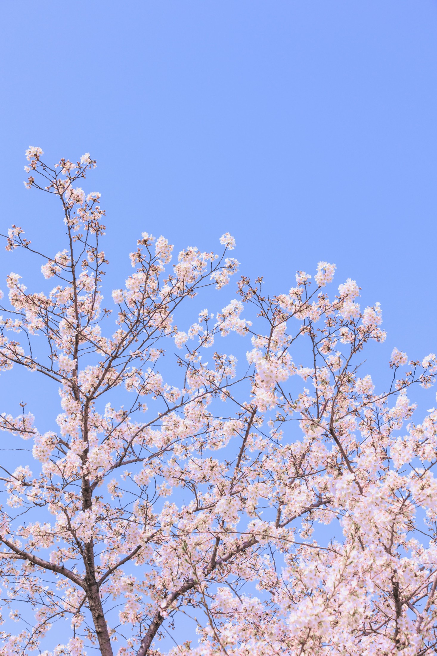 – 《辰山植物园樱花》[27P]-66COS
