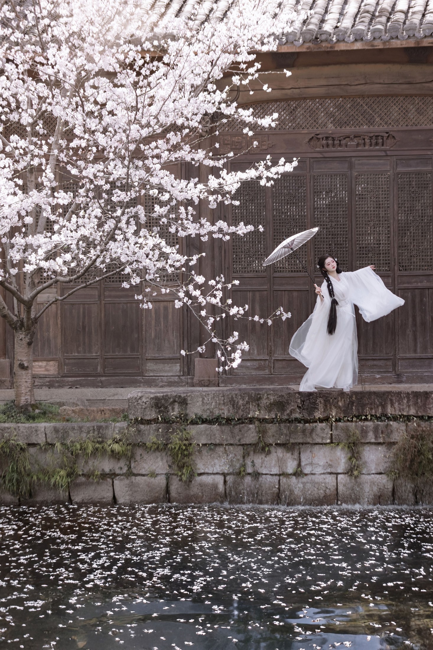 比奇堡最漂亮的女人 – 《故园赏樱》[30P] 插图3