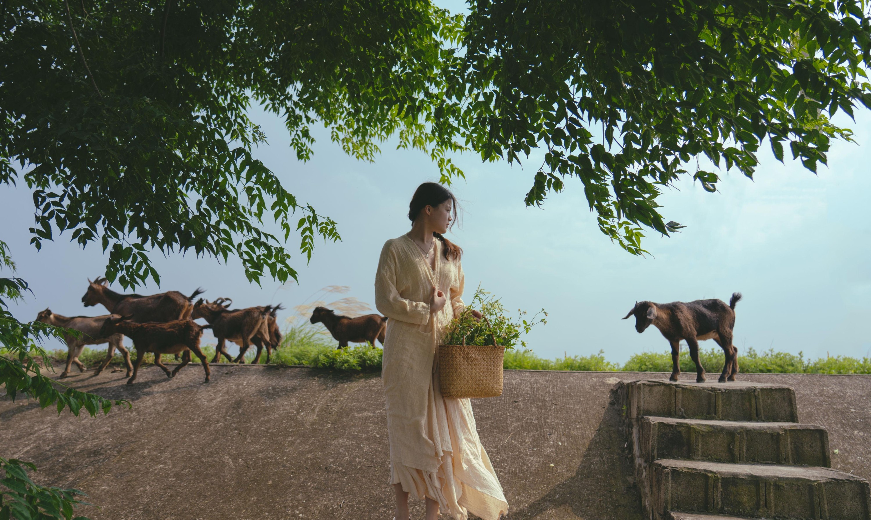 今晶 – 《凤与草的絮语》[16P] 插图2