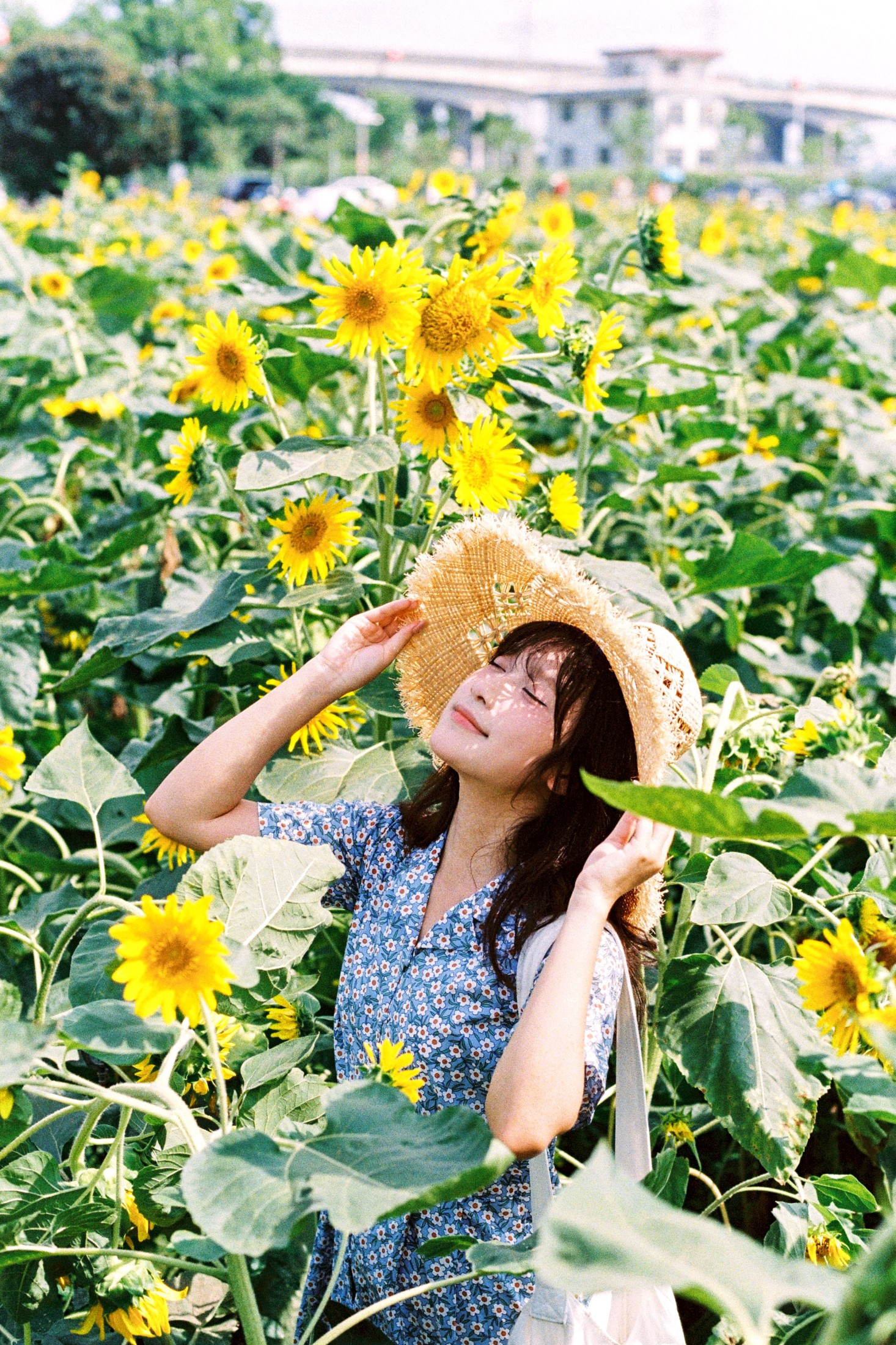 沐沐（约拍 – 《向日葵的花语》[18P] 插图4