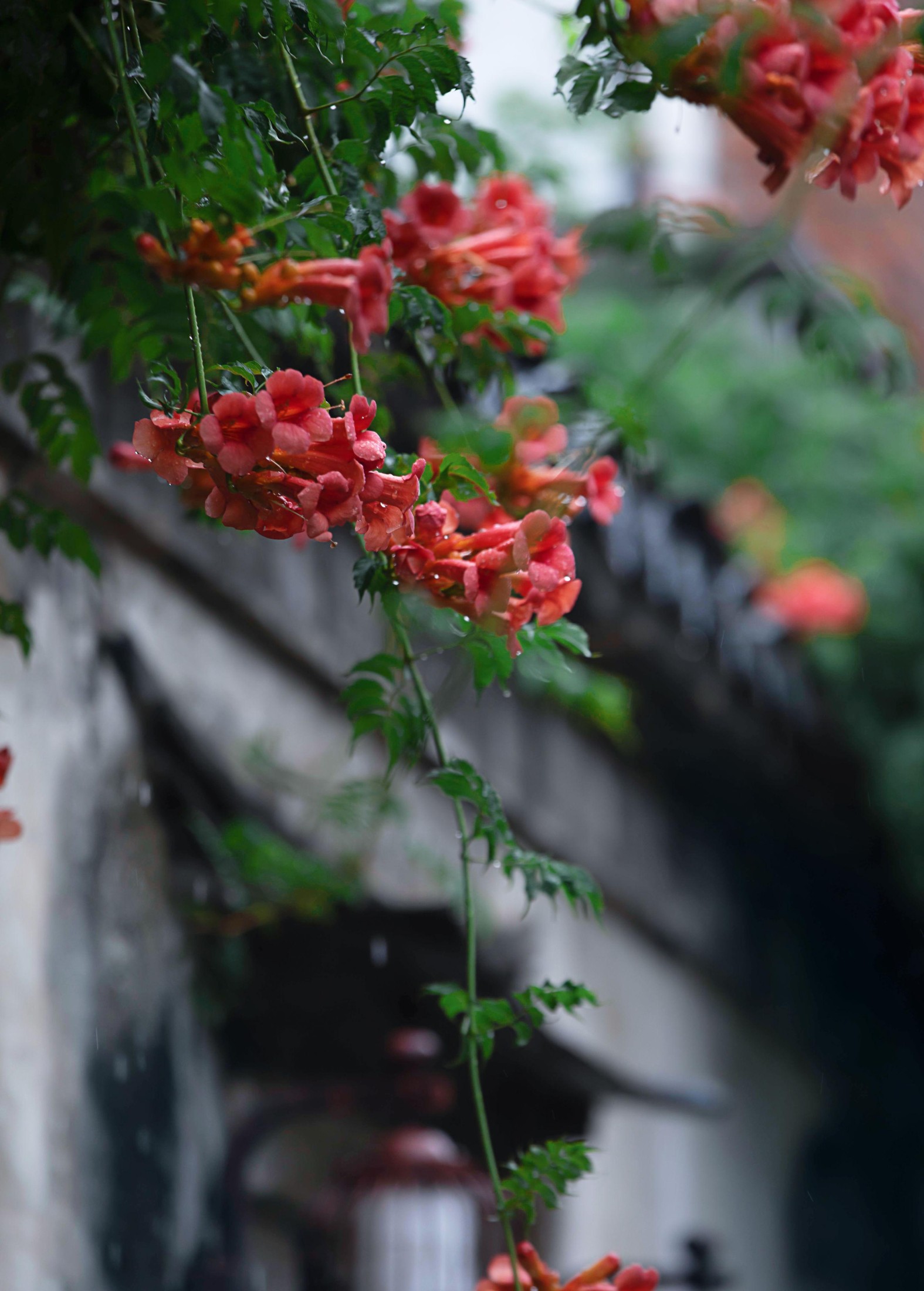  – 《老门东雨中的凌霄花》[19P] 插图2