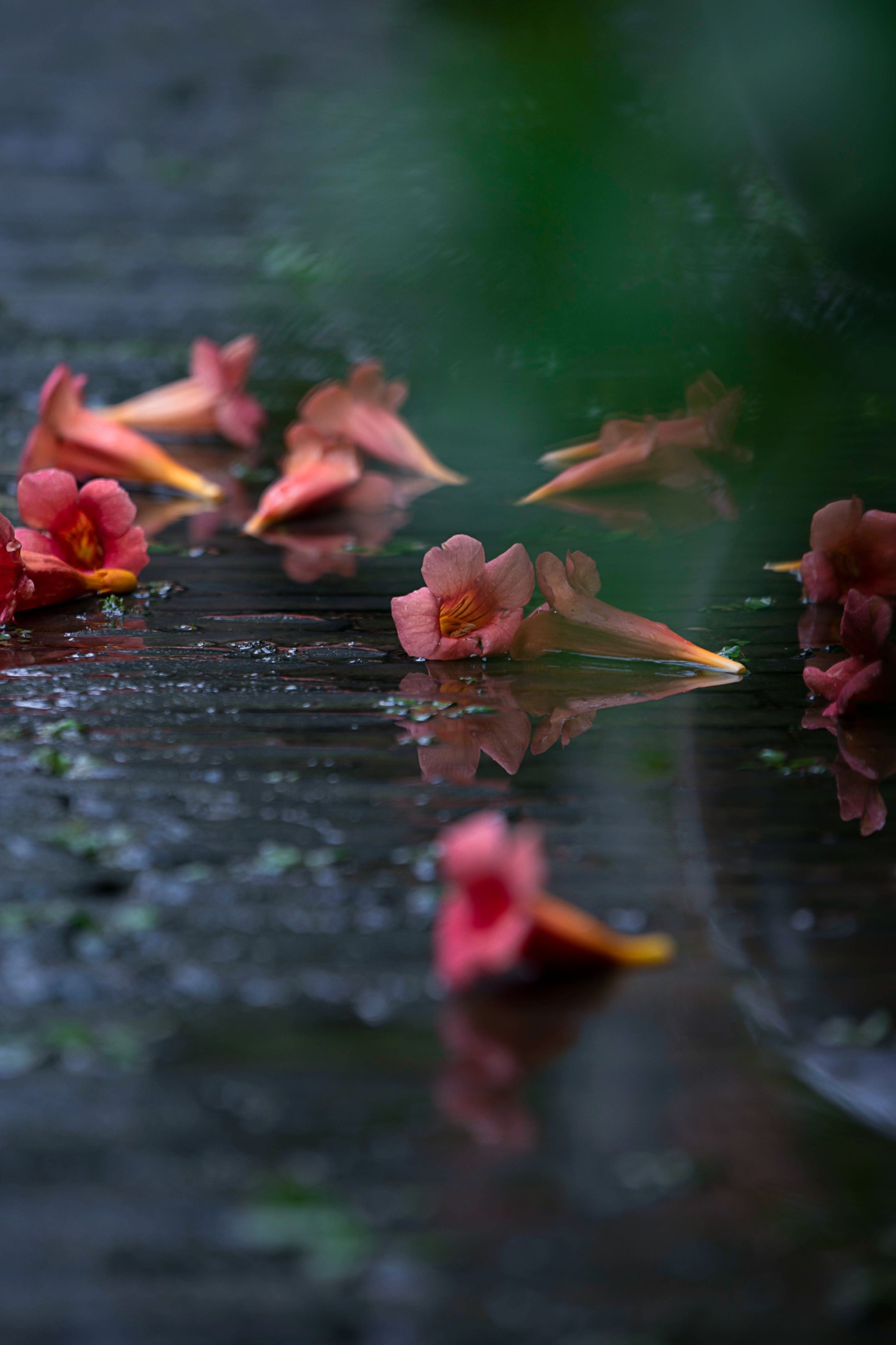  – 《老门东雨中的凌霄花》[19P] 插图5