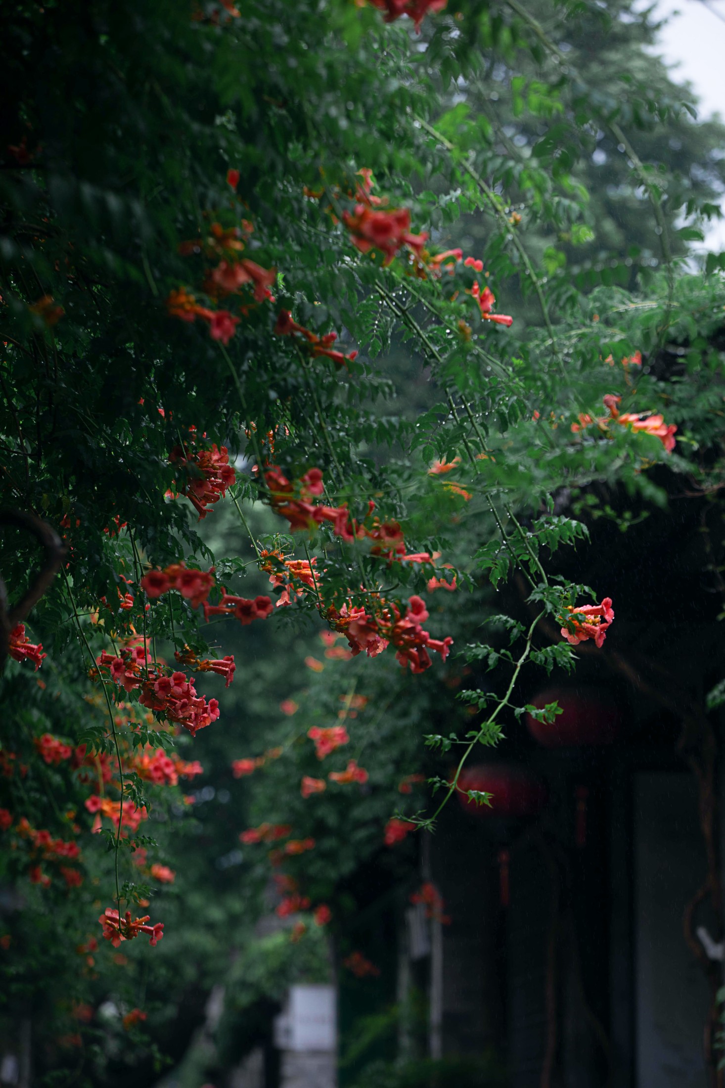 – 《老门东雨中的凌霄花》[19P]-66COS