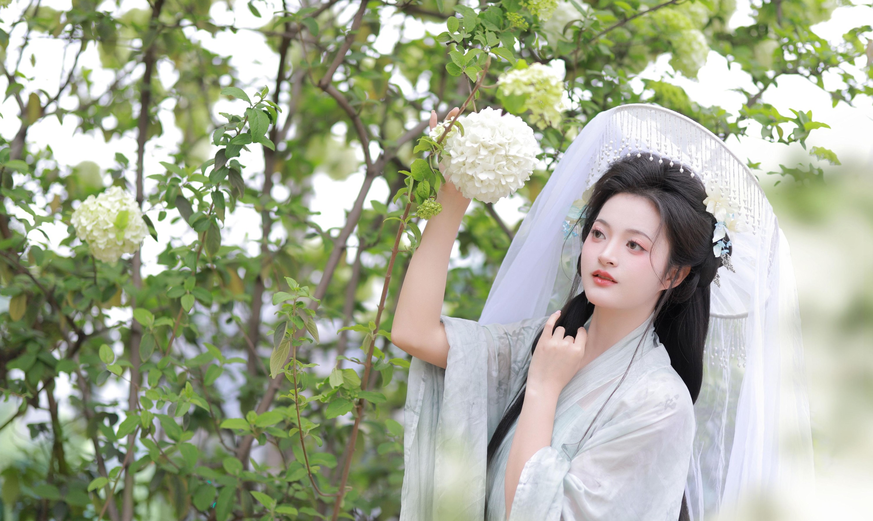 端端 – 《中华木绣球》[13P] 插图2