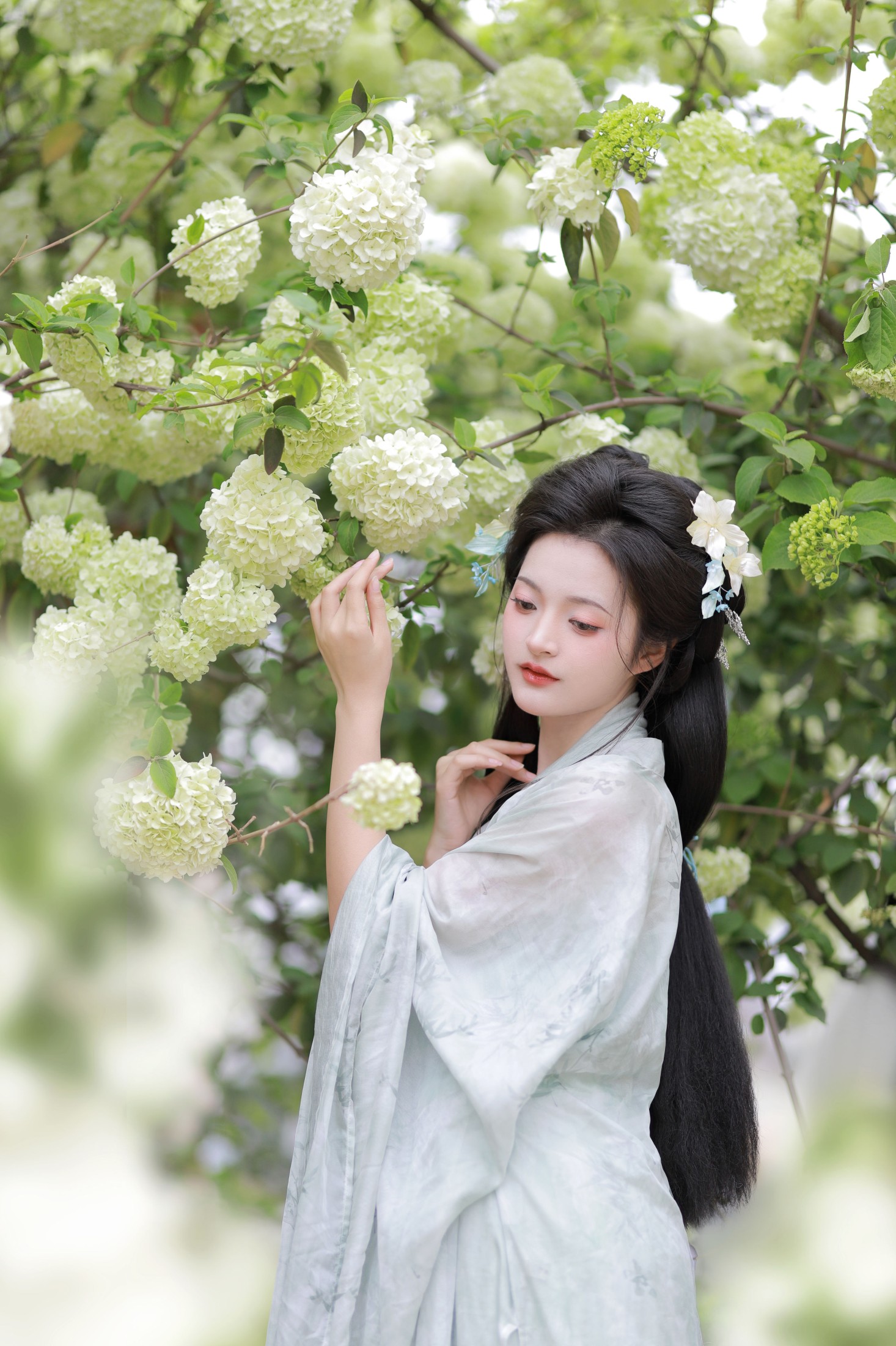 端端 – 《中华木绣球》[13P] 插图3