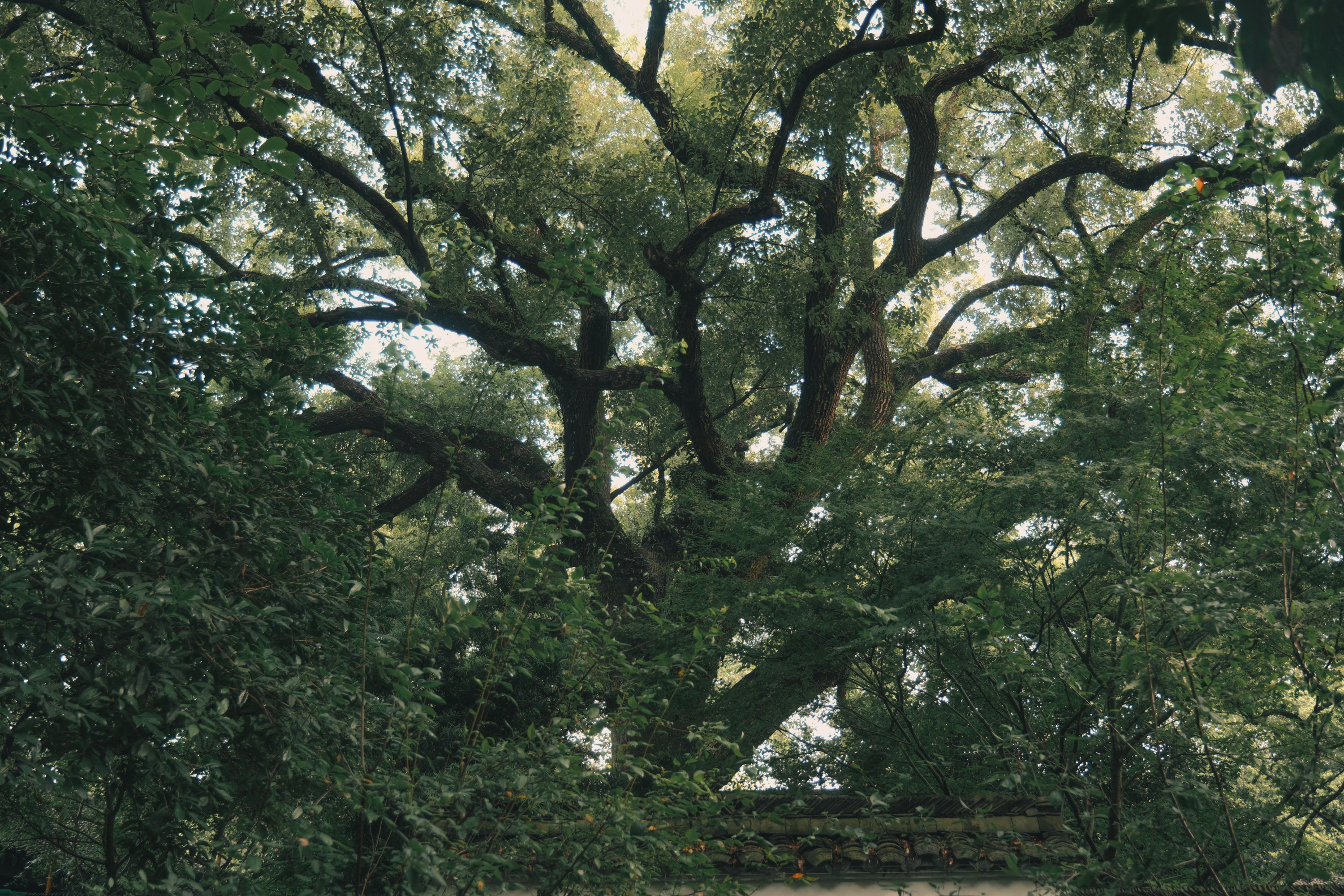 勾陈一二三立定 – 《寺中小记》[21P] 插图5