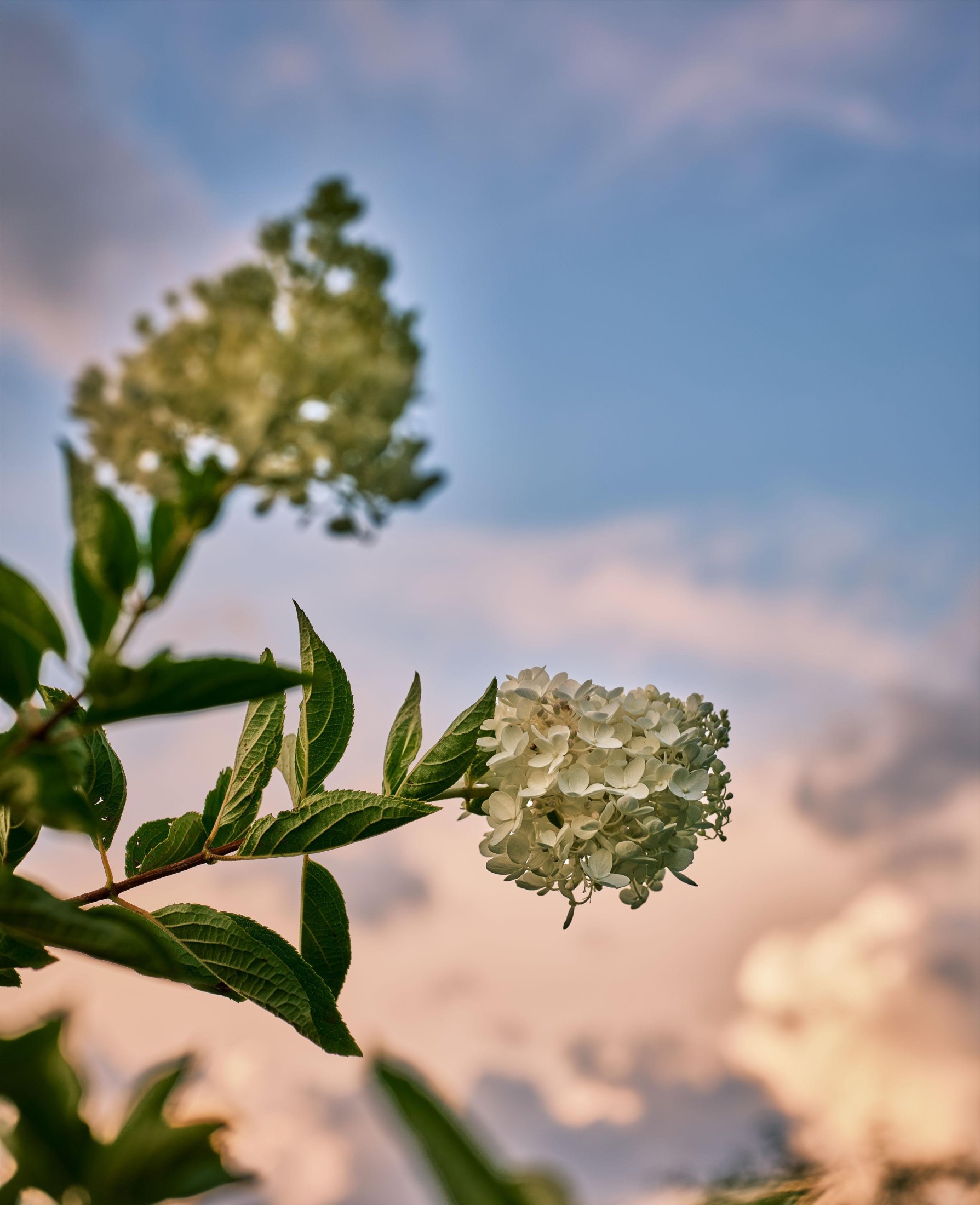 炸洋芋 – 《绣球花》[13P] 插图2