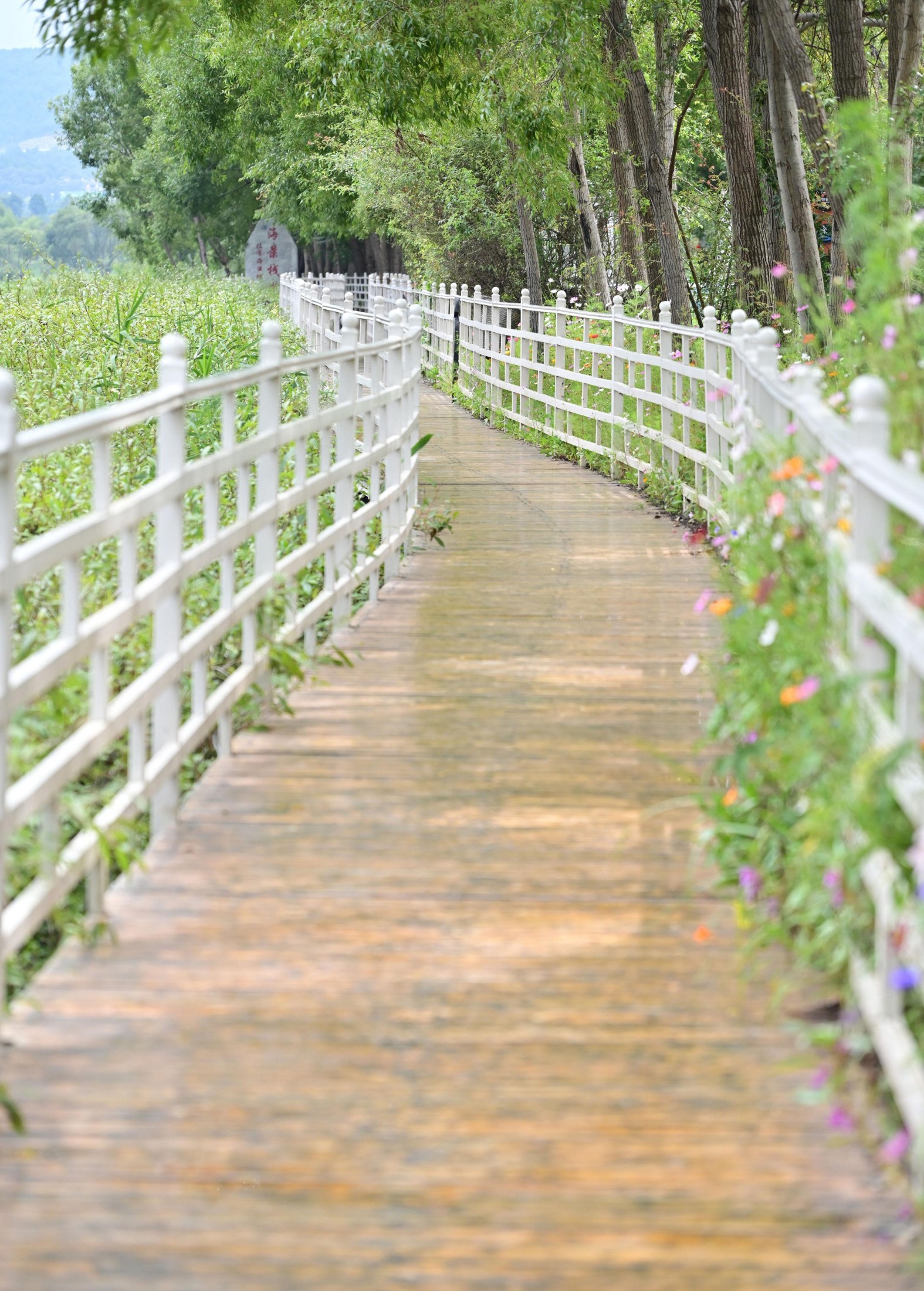  – 《拉市海湿地公园》[13P] 插图2