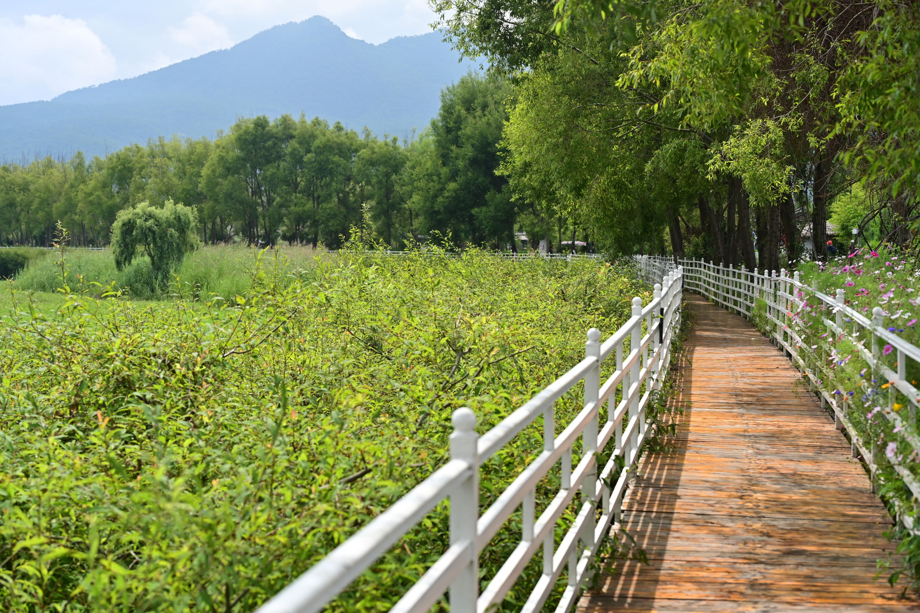  – 《拉市海湿地公园》[13P] 插图4