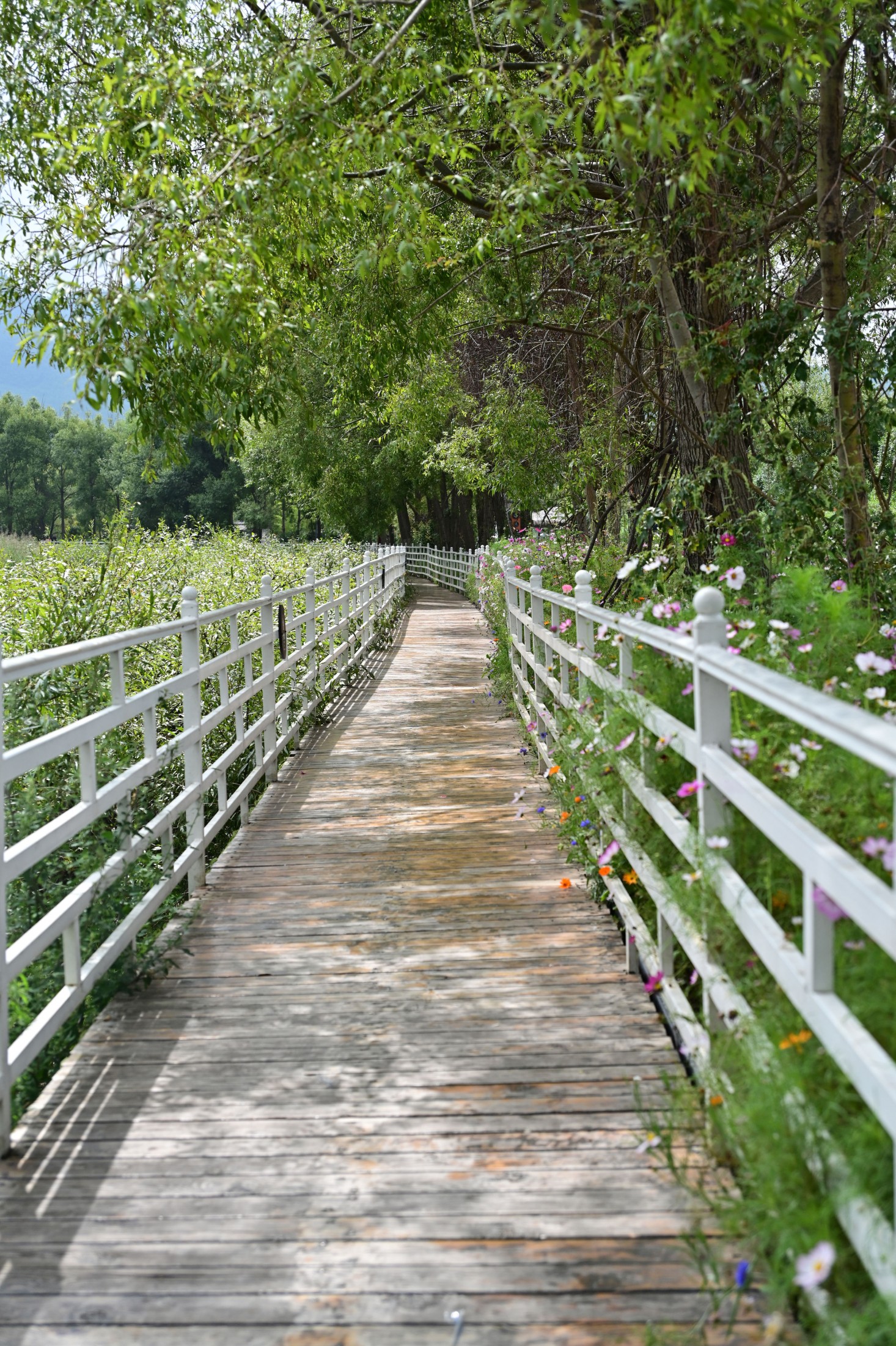  – 《拉市海湿地公园》[13P] 插图3