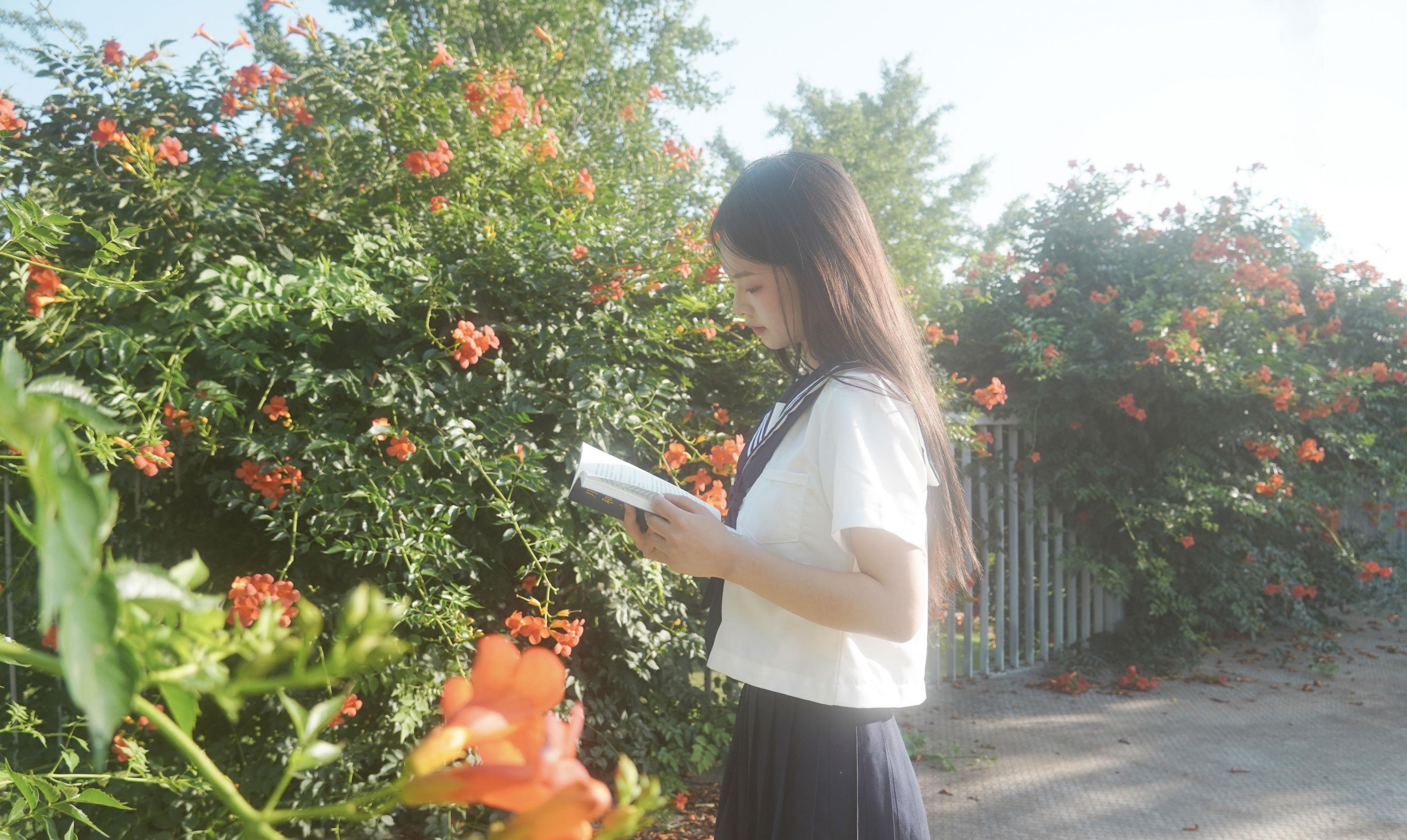  – 《凌霄花开》[12P] 插图2