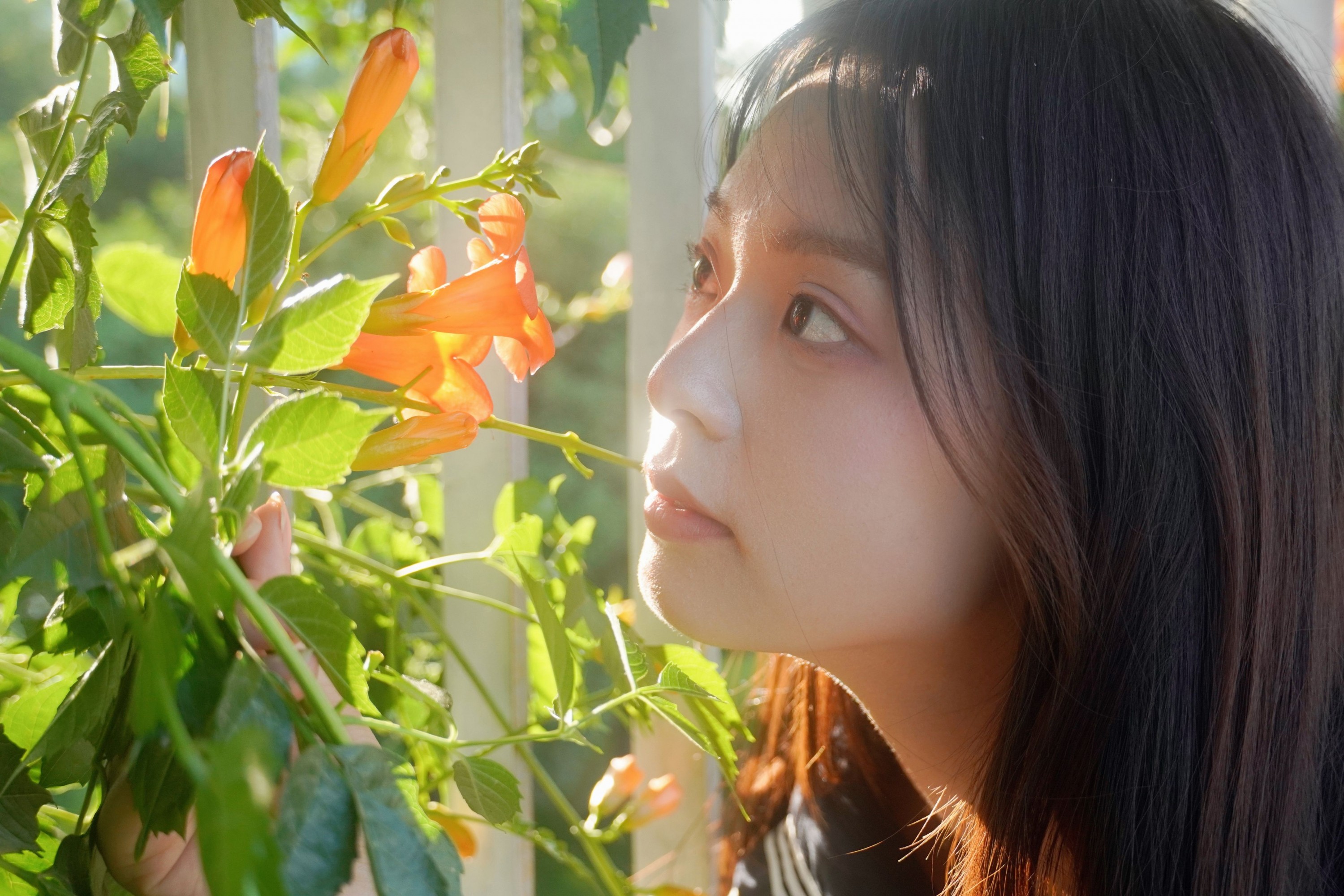  – 《凌霄花开》[12P] 插图5