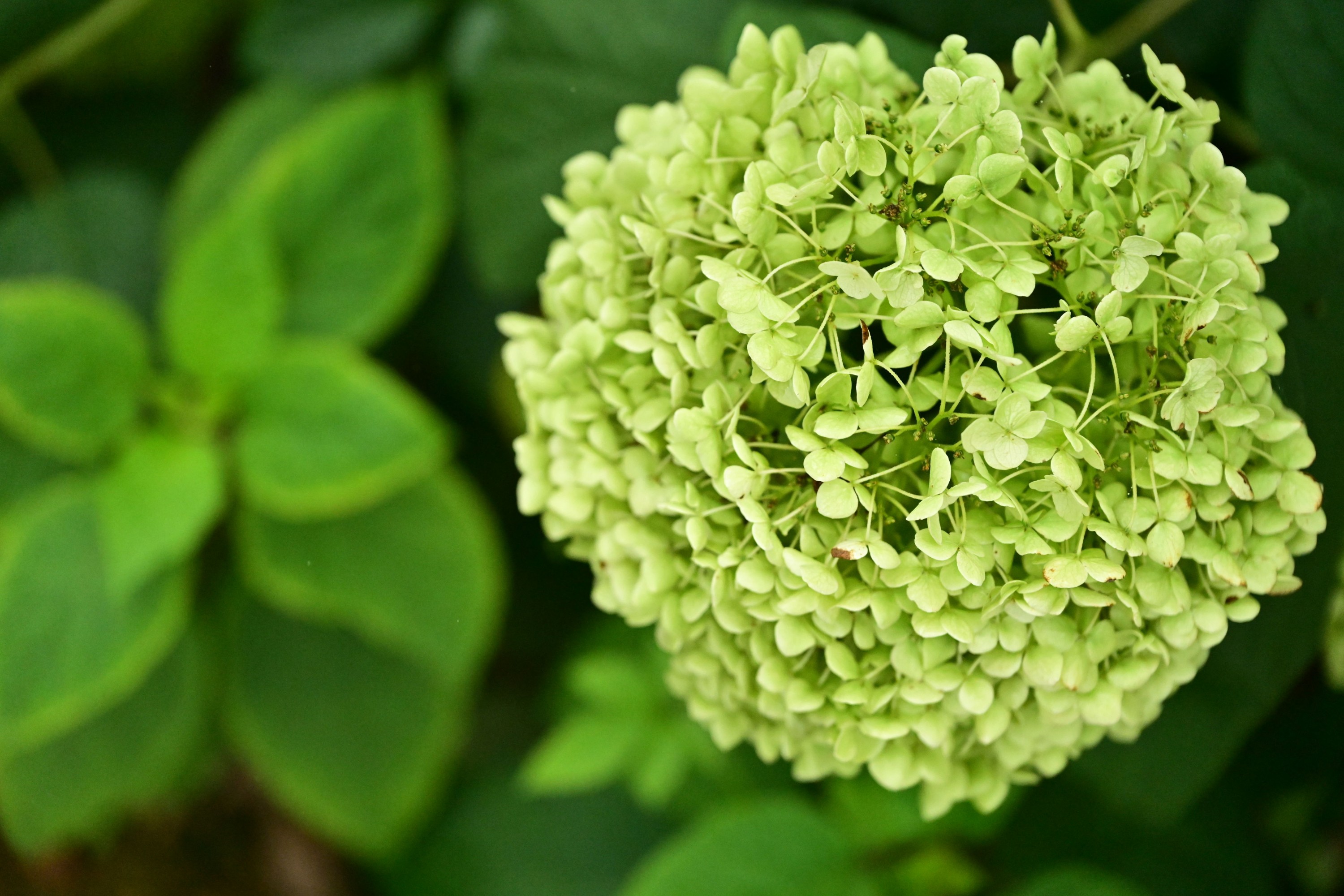  – 《云岭天香的鲜花》[9P] 插图4