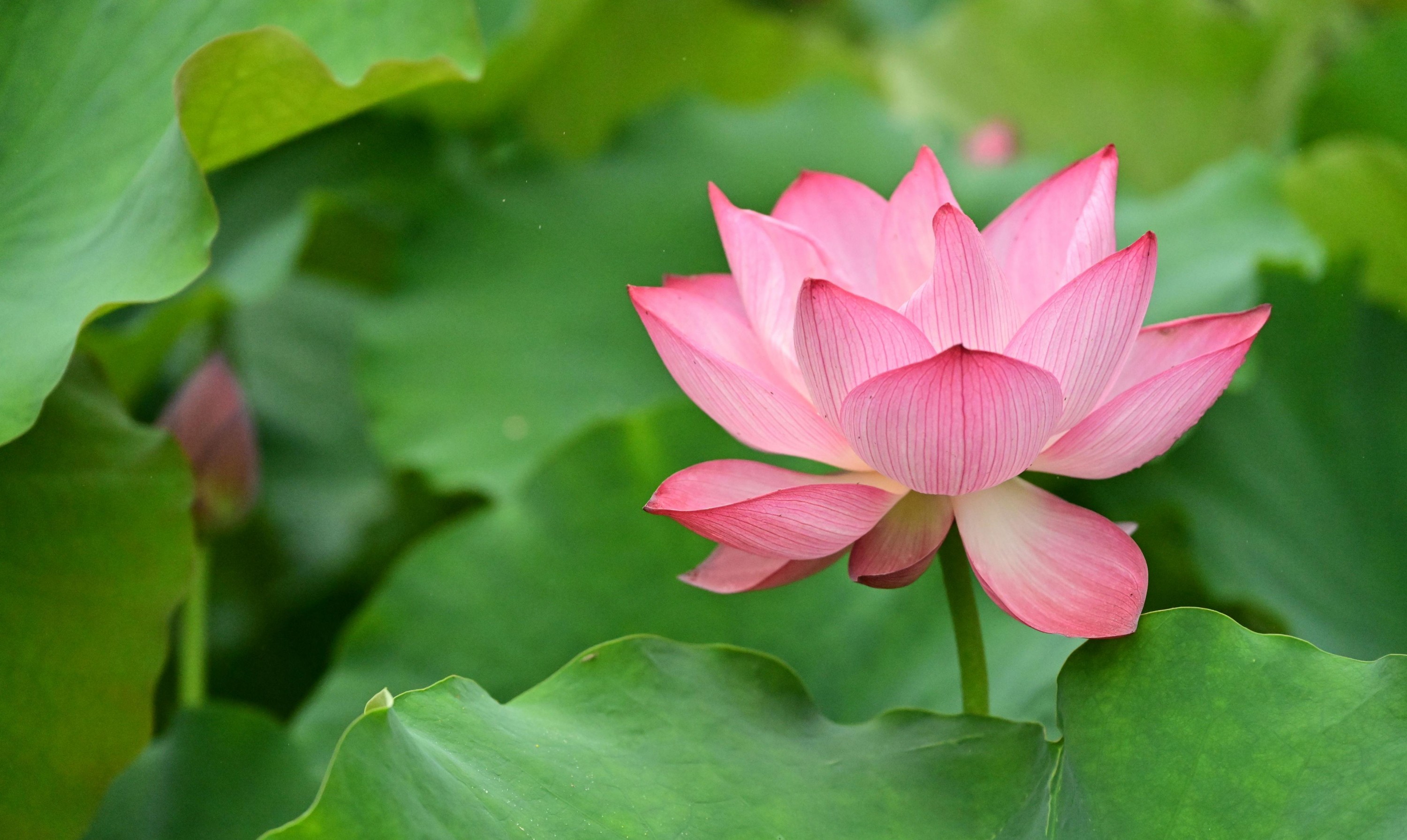  – 《云岭天香的鲜花》[9P] 插图2