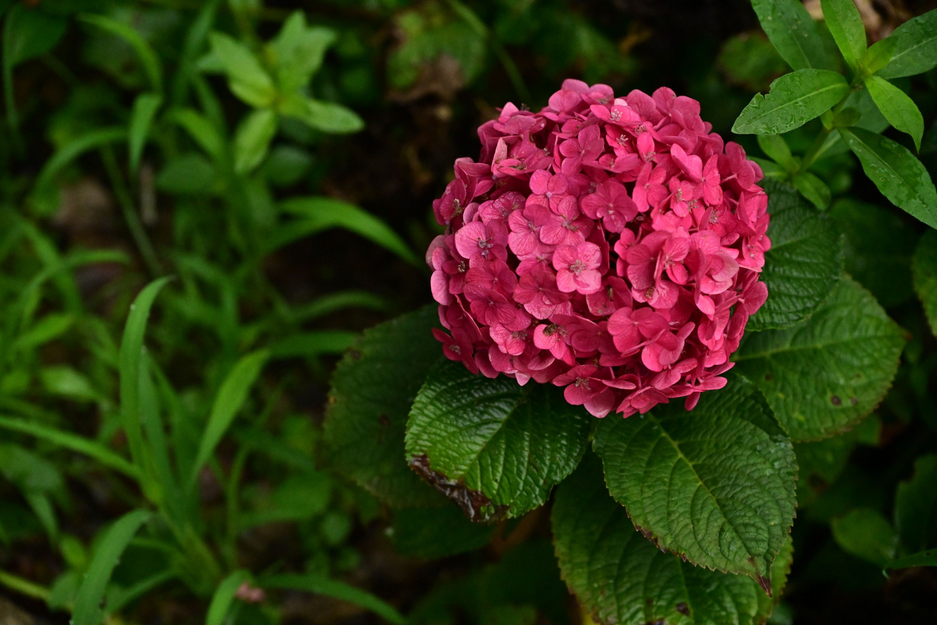 – 《云岭天香的鲜花》[9P]-66COS