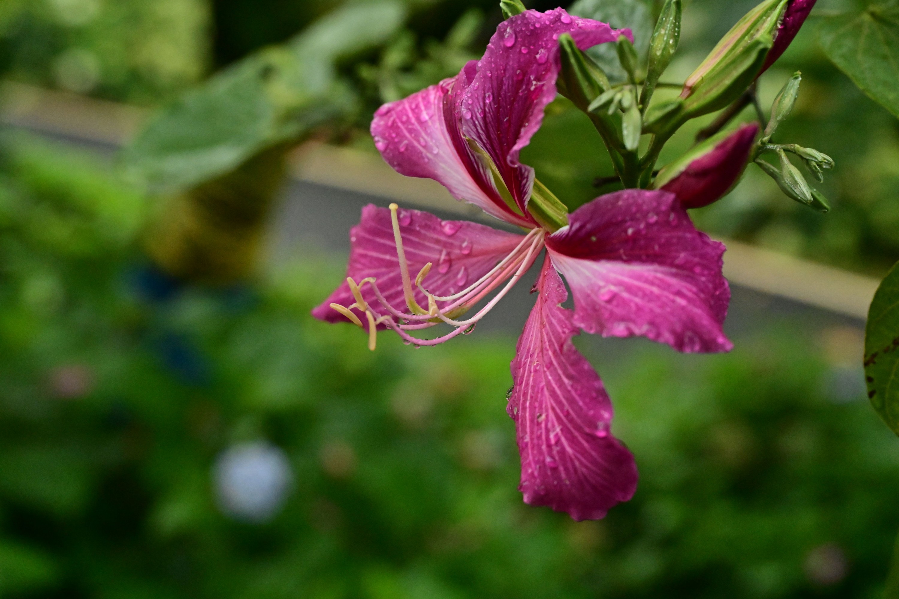  – 《云岭天香的鲜花》[9P] 插图5