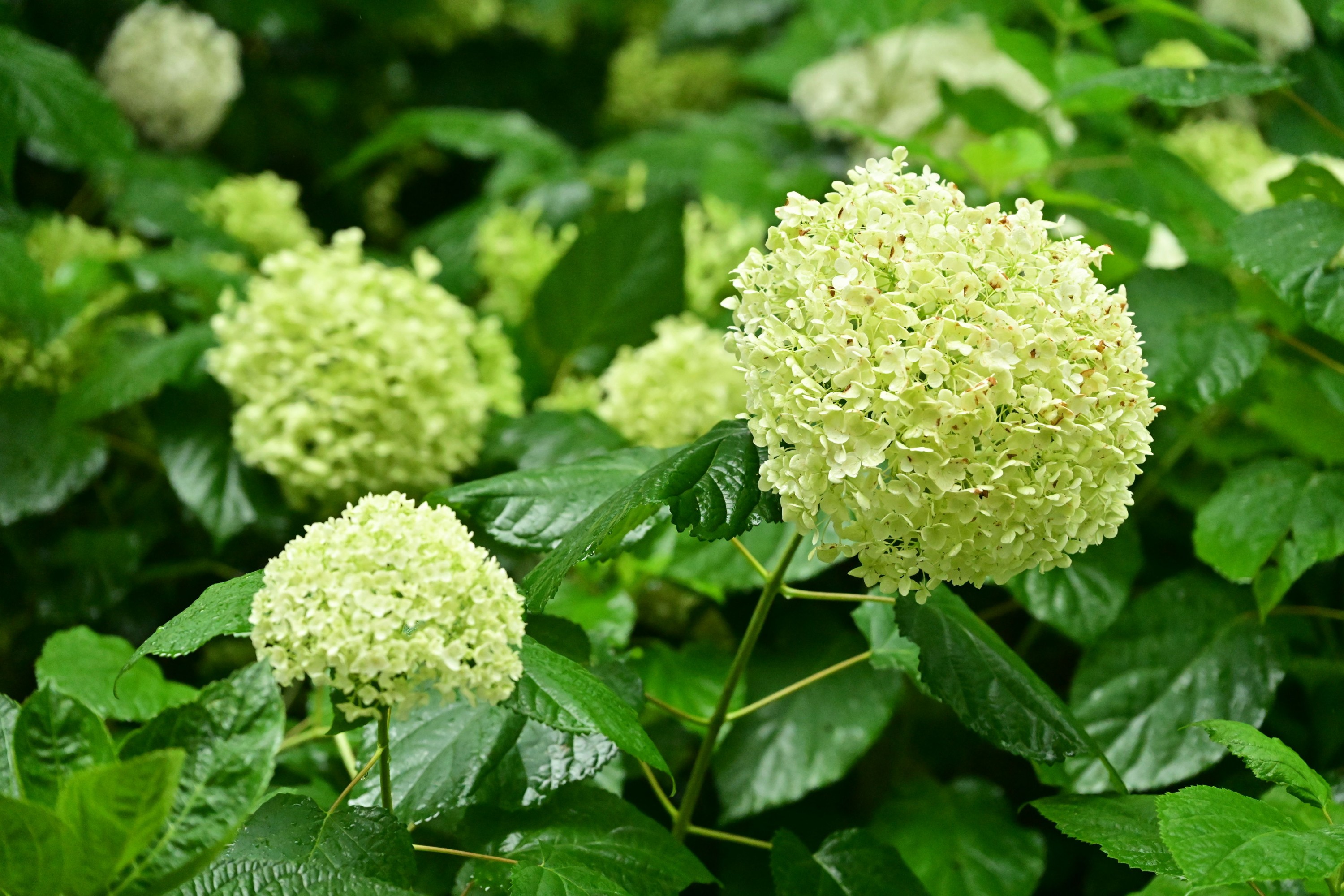  – 《云岭天香的鲜花》[9P] 插图3