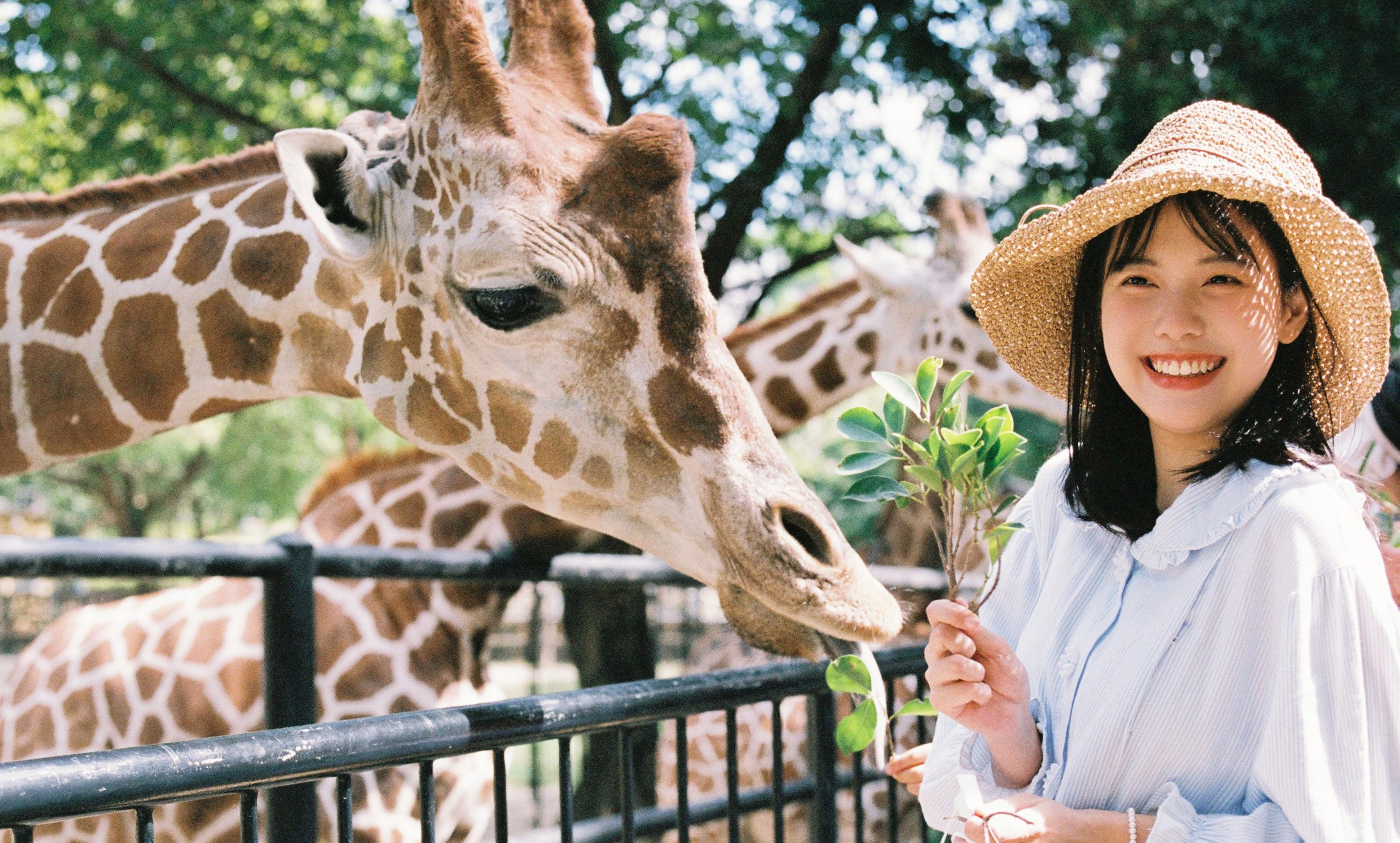 脆脆鲨甜掉牙- – 《动物园游记》[10P] 插图2