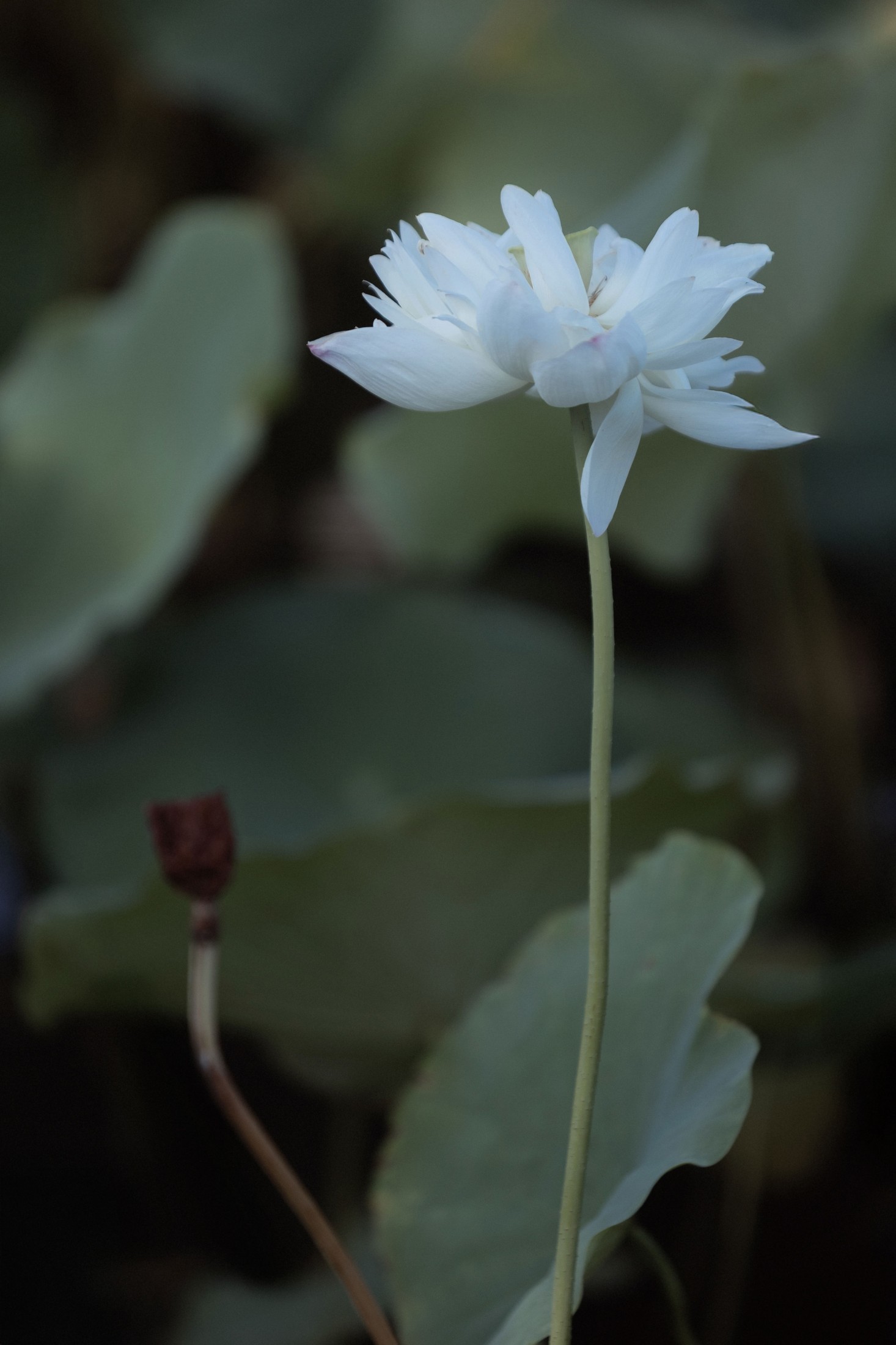 – 《荷韵》[12P]-66COS