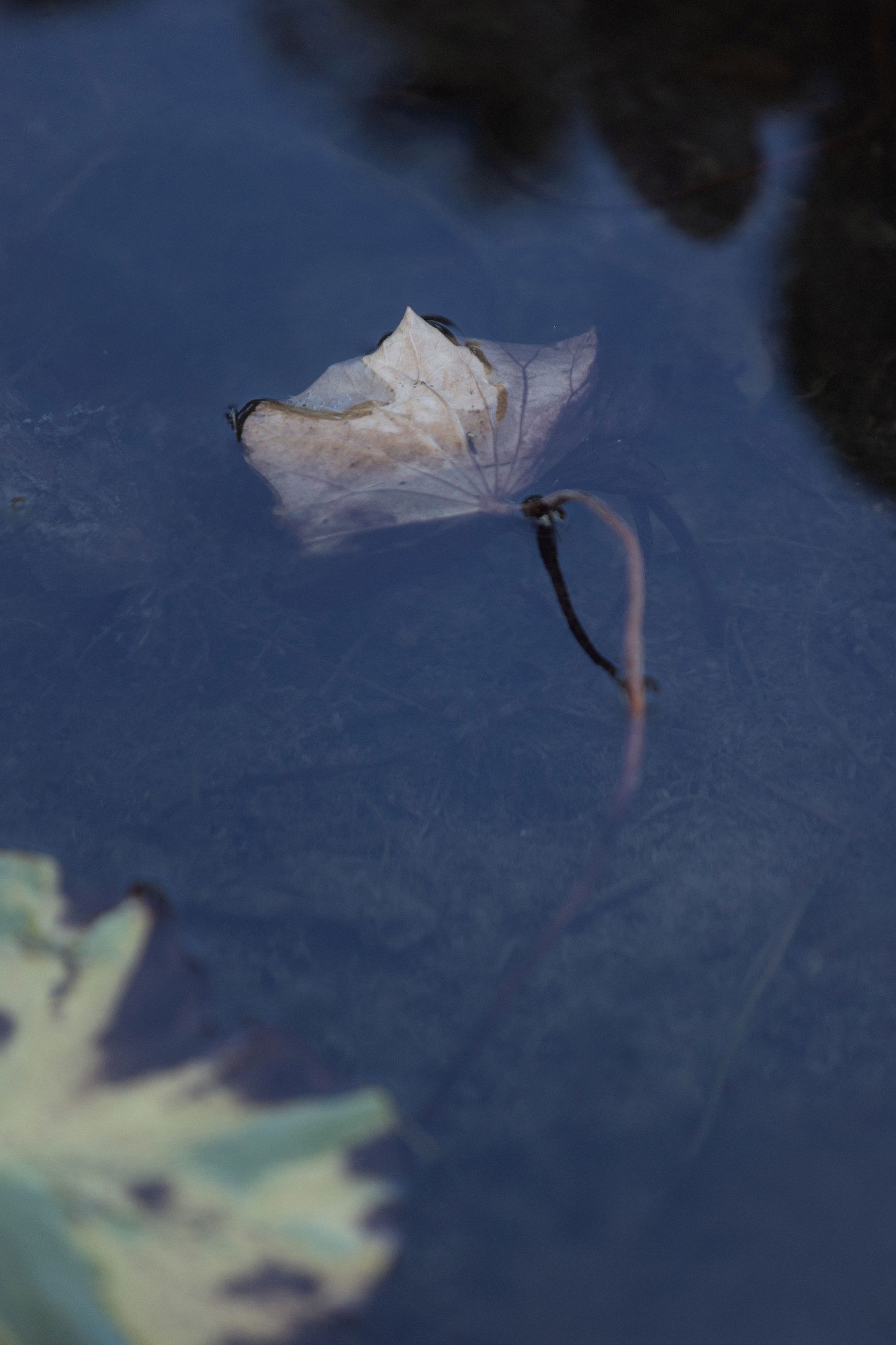  – 《荷韵》[12P] 插图3