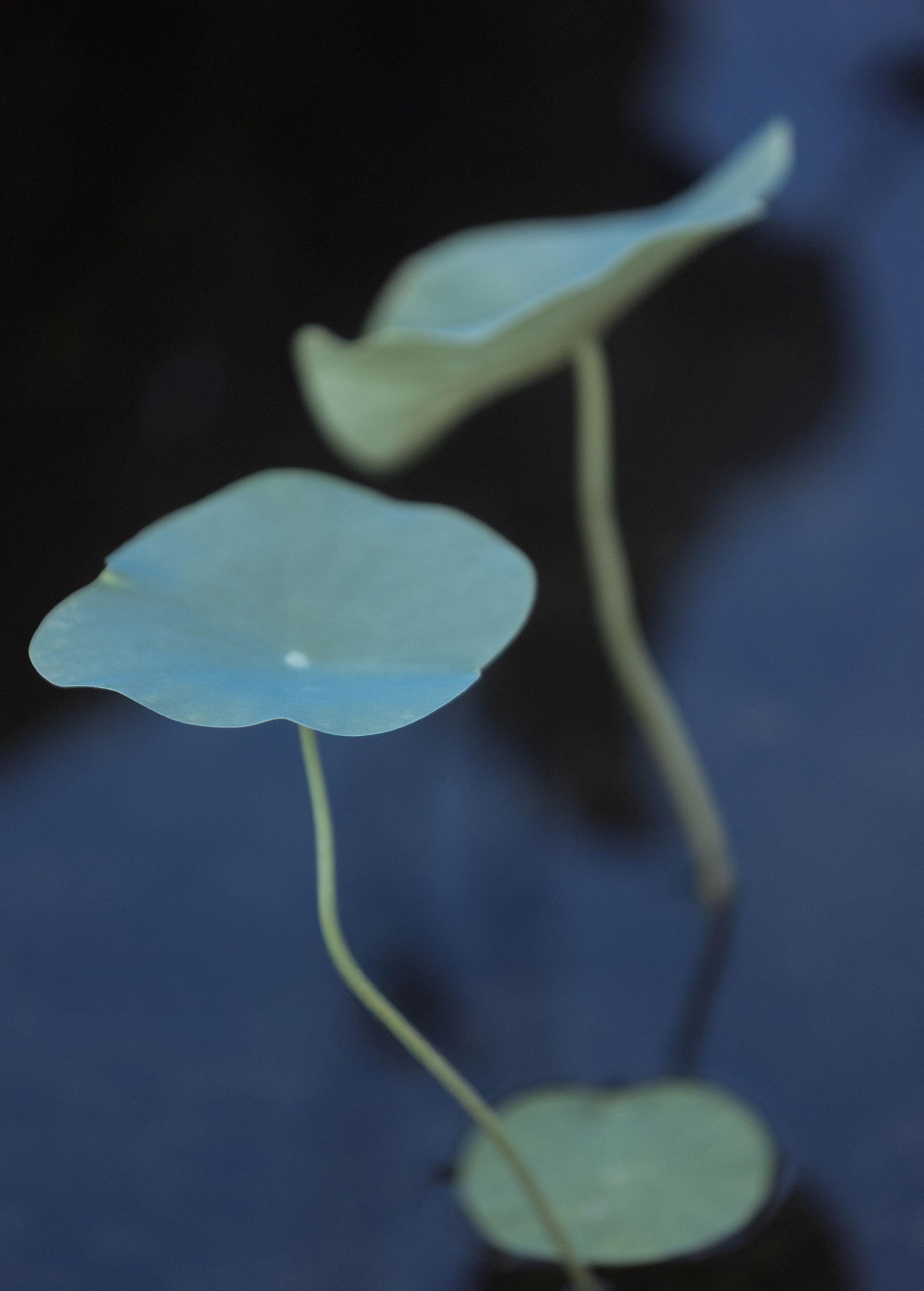  – 《荷韵》[12P] 插图2