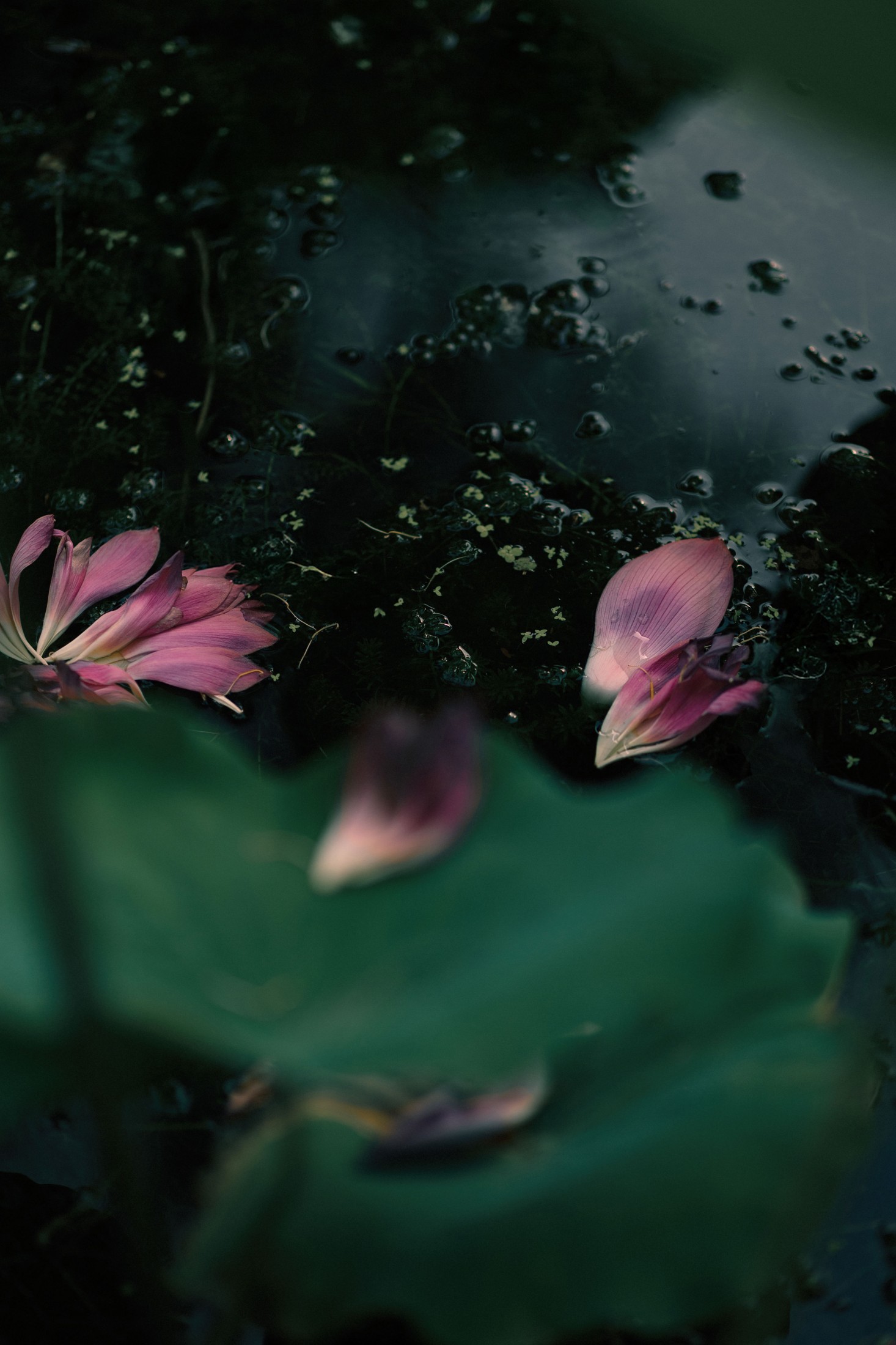  – 《留得残荷听雨声》[48P] 插图5