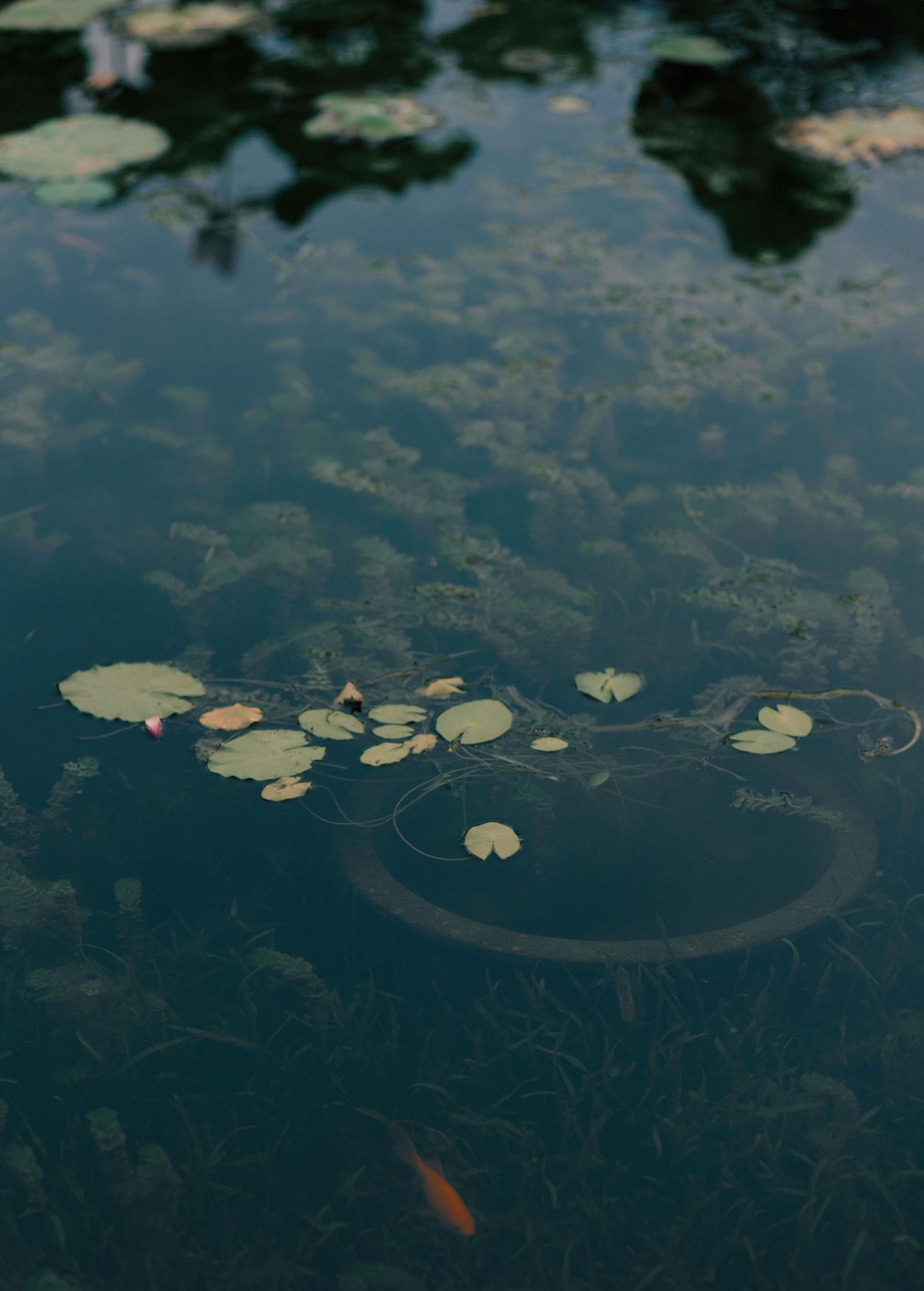  – 《留得残荷听雨声》[48P] 插图2