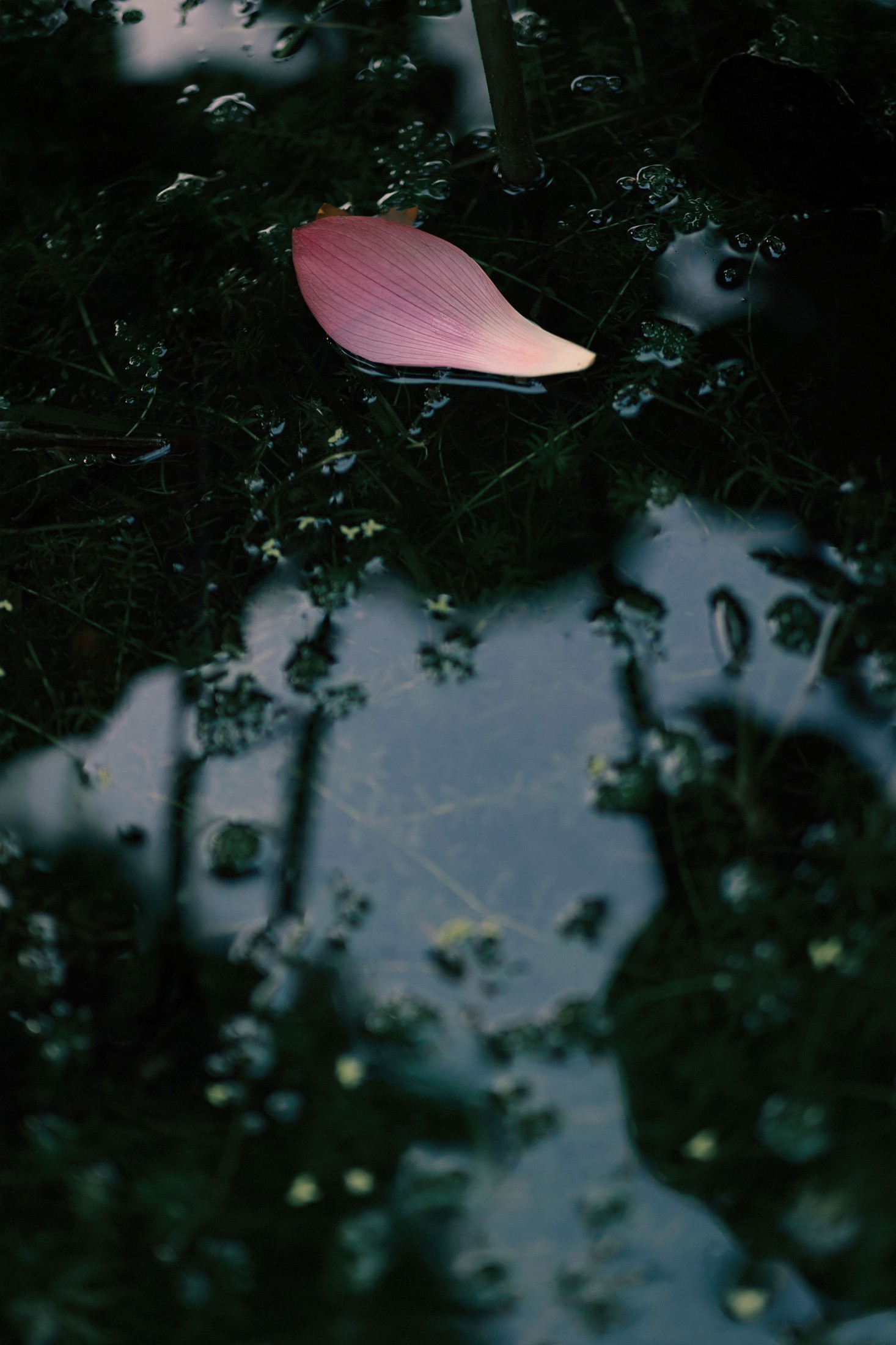  – 《留得残荷听雨声》[48P] 插图4