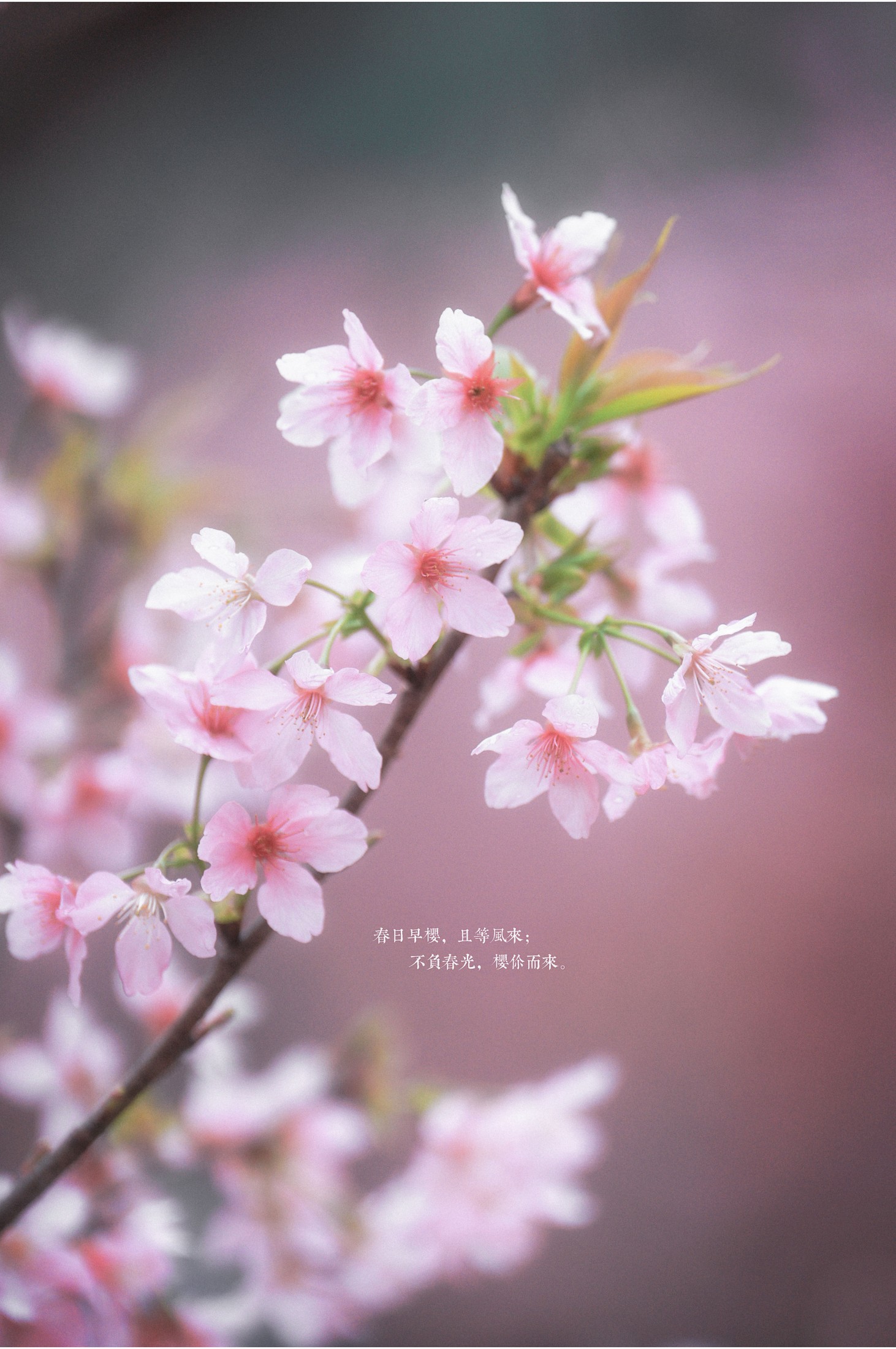 阿咩咩咩 – 《古风人像拍摄-樱花-陌上花开》[16P]-66COS