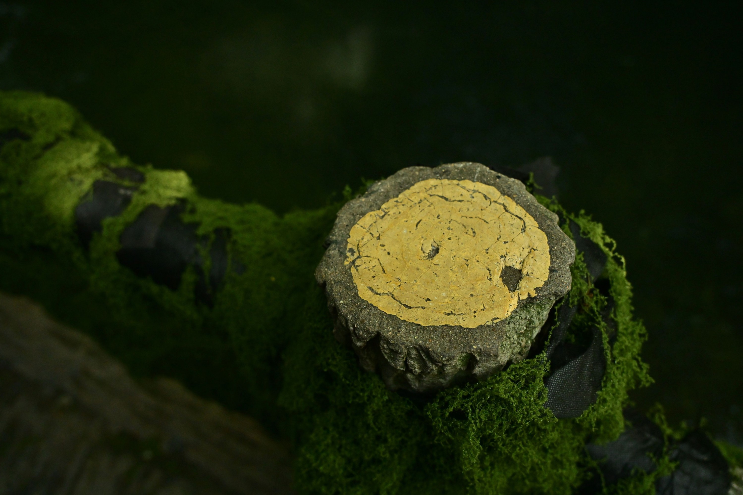  – 《绿意重渡沟》[10P] 插图4