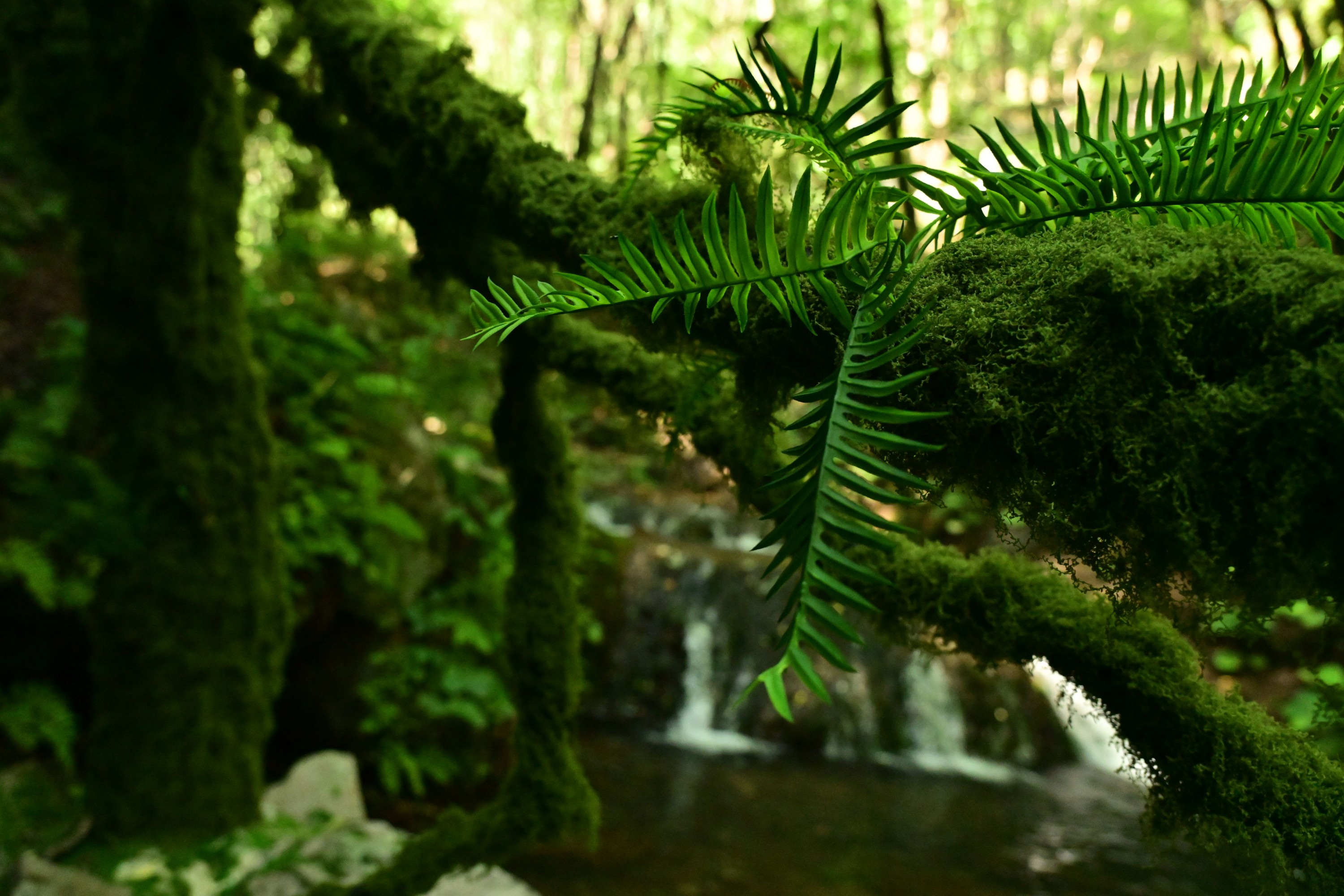  – 《绿意重渡沟》[10P] 插图3