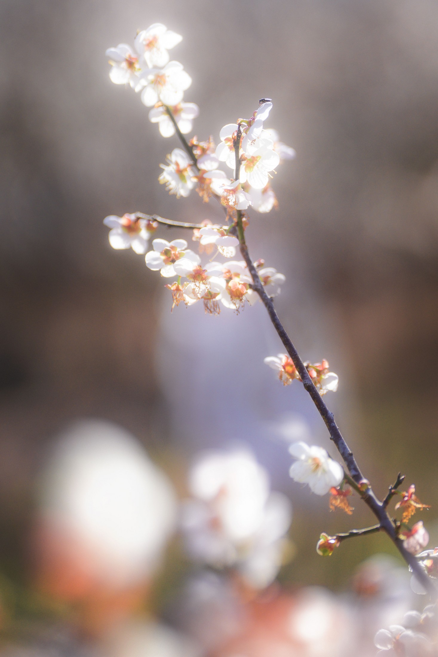 暴躁的果酱大爷 – 《古风人像拍摄-梅花-果酱》[18P] 插图4